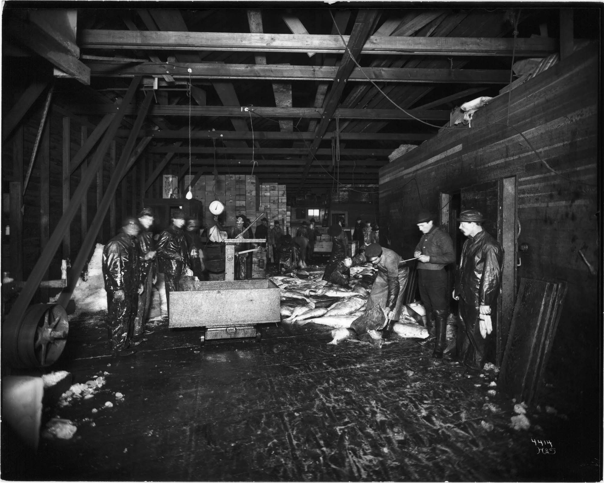 Image of Men working inside San Juan Fish Co., Seattle, 1905