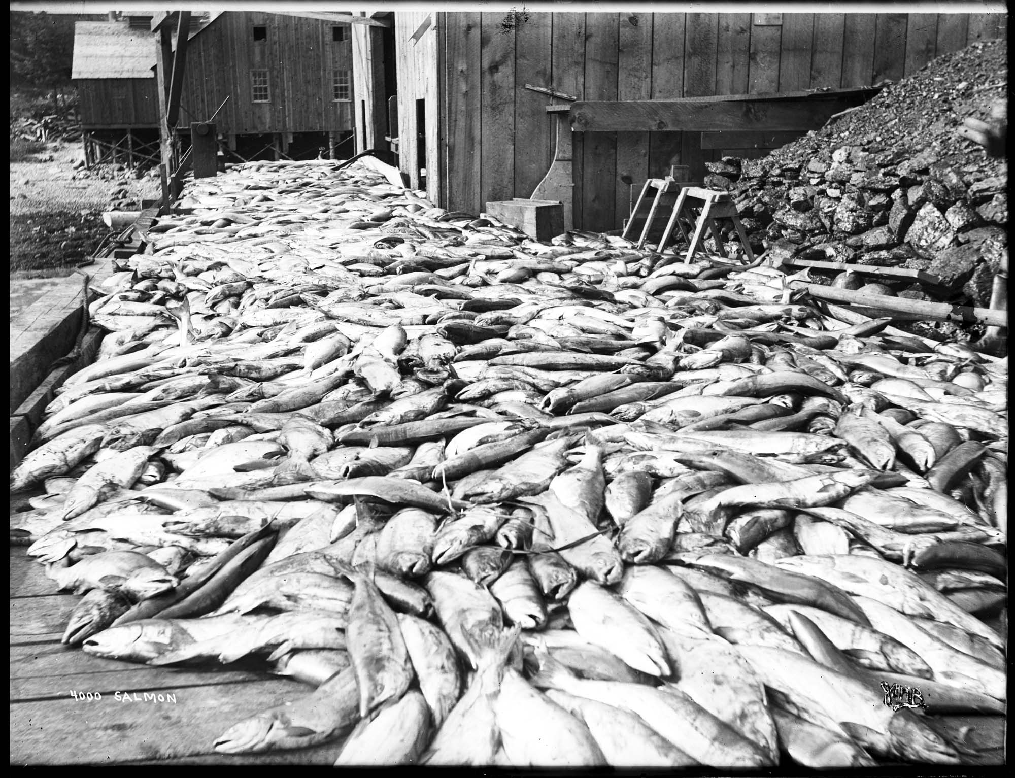 Image of Four thousand salmon on dock, circa 1905