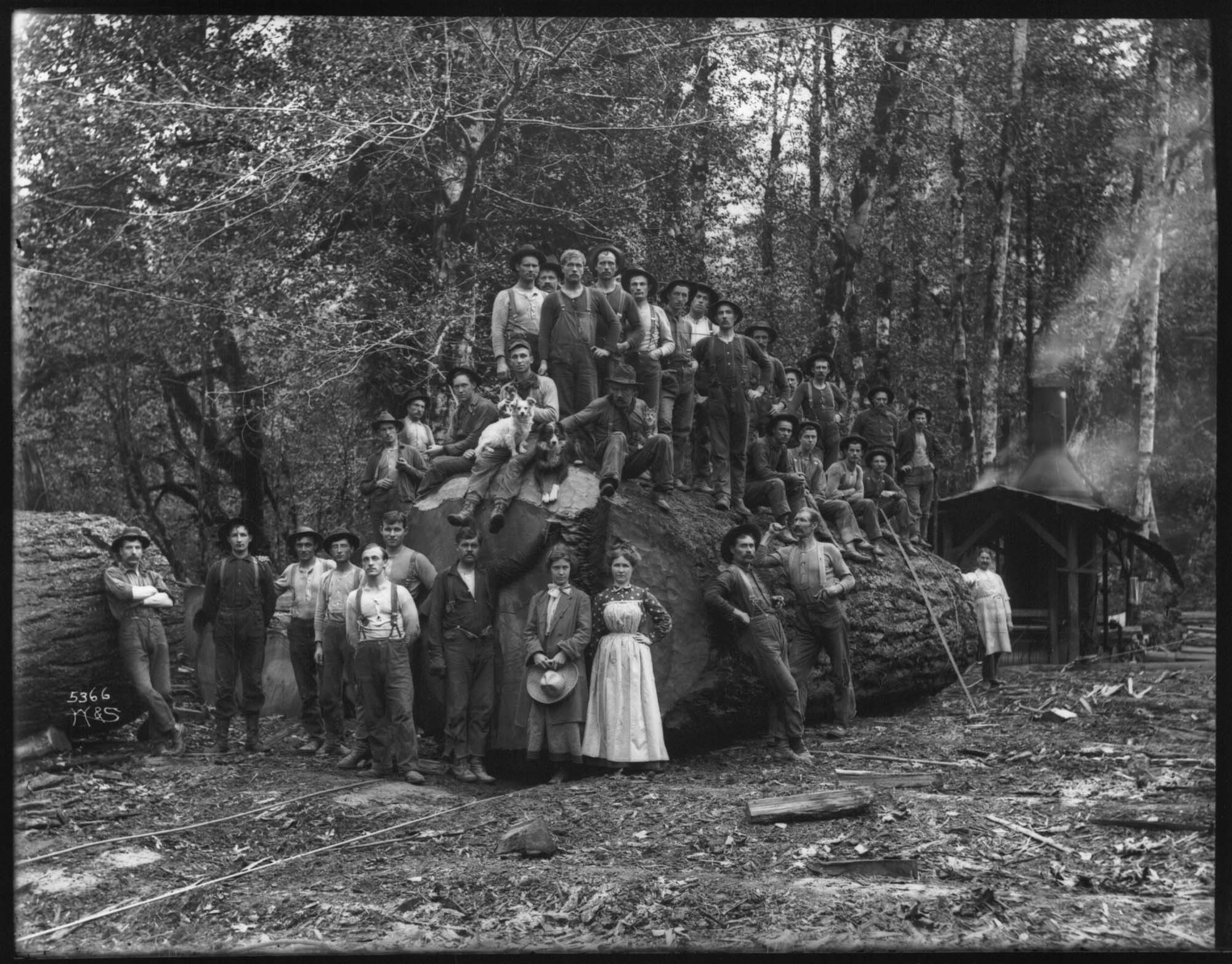 Image of Loggers with large log, circa 1907