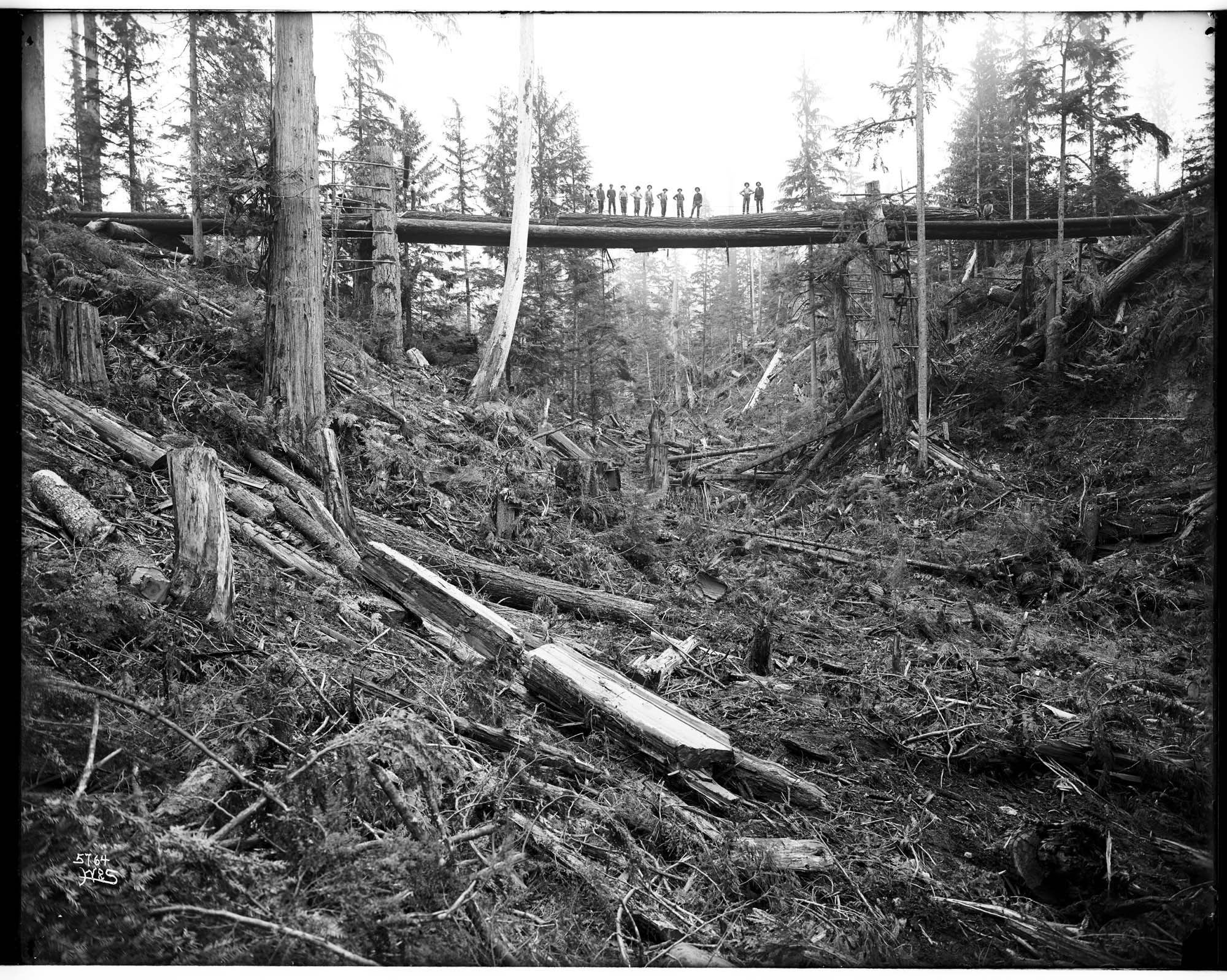 Image of Skidding logs on a temporary bridge, circa 1910
