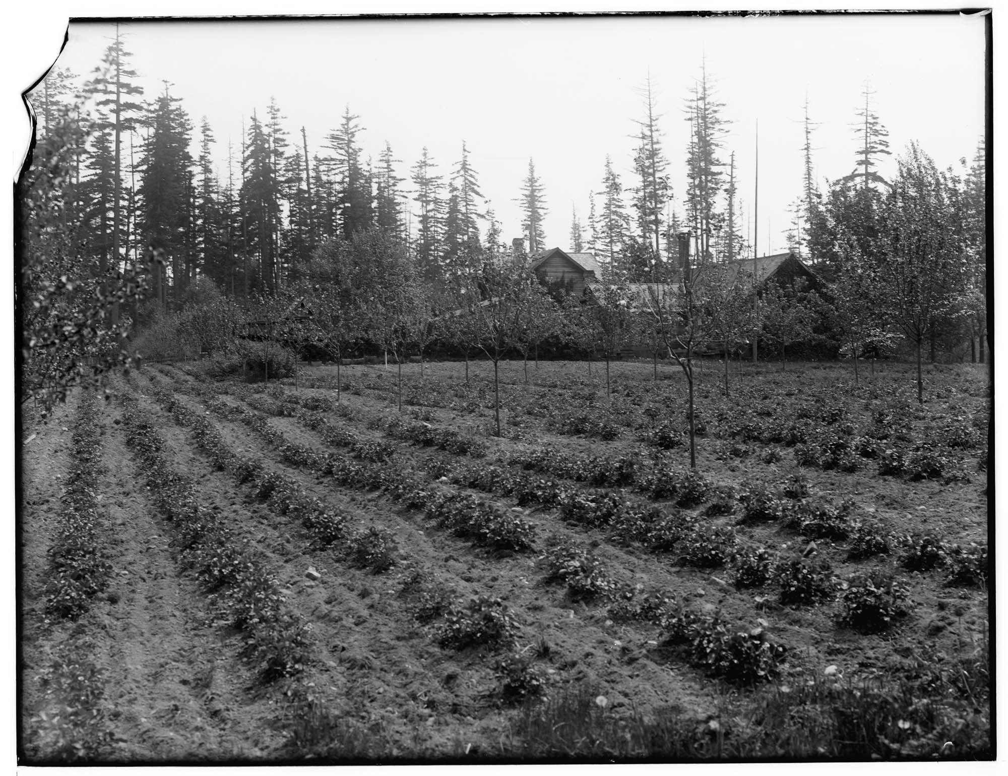 Image of Farm and orchard at Meydenbauer Bay, circa 1912