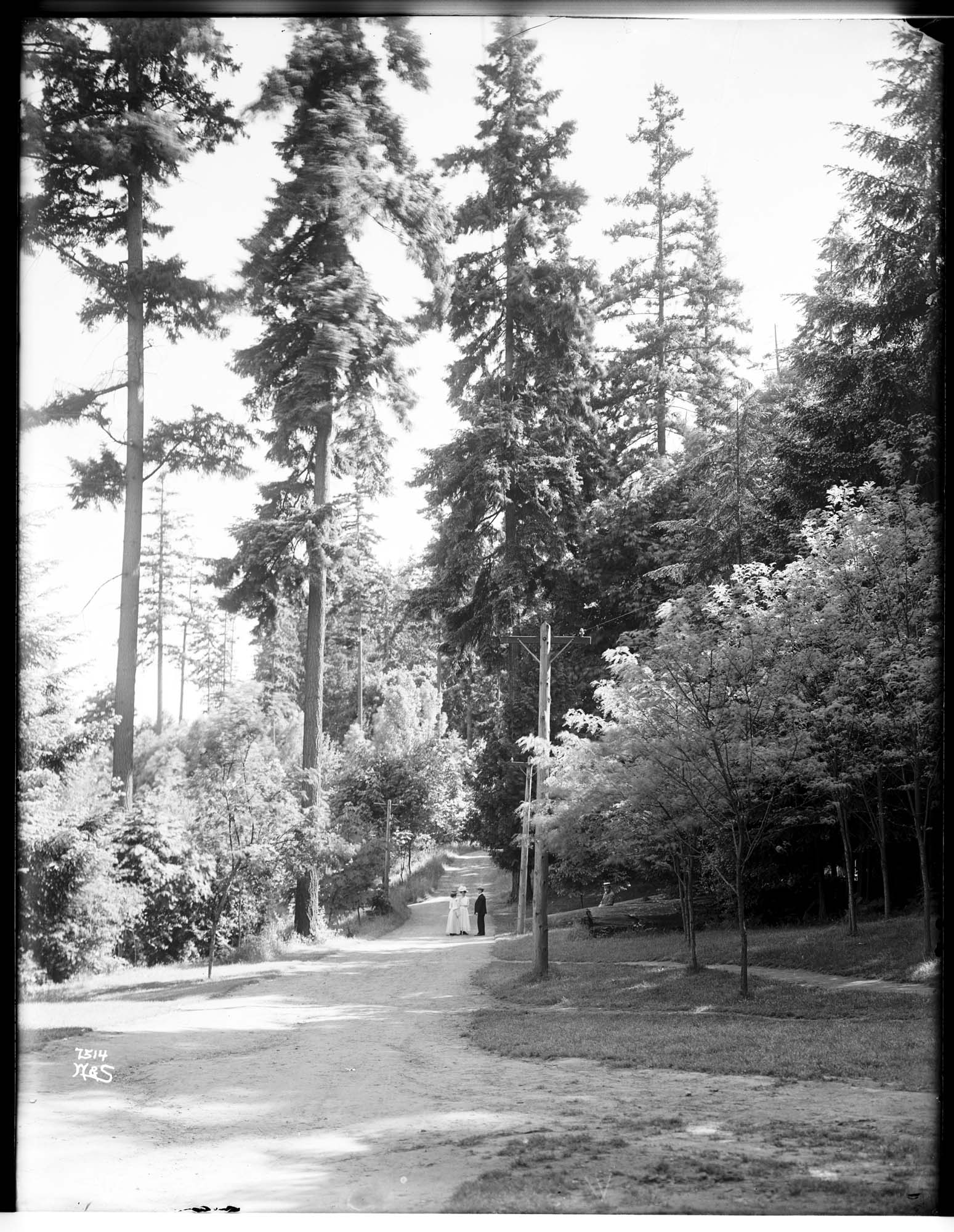 Image of Woodland Park drive, circa 1912