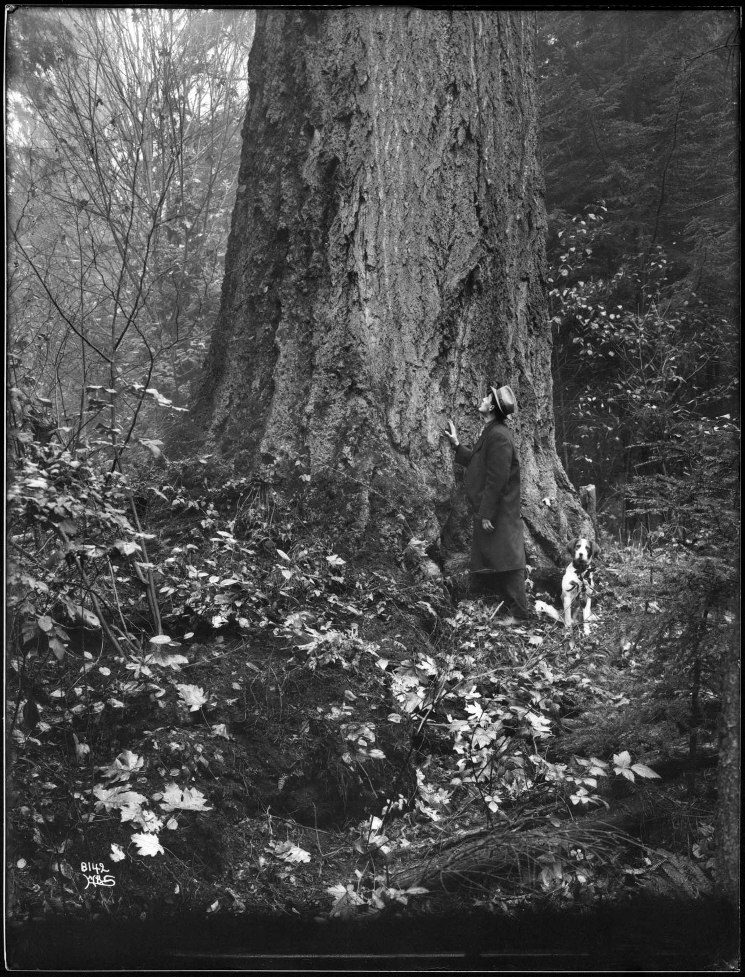 Image of Man with large tree in Ravenna Park, Seattle, circa 1911