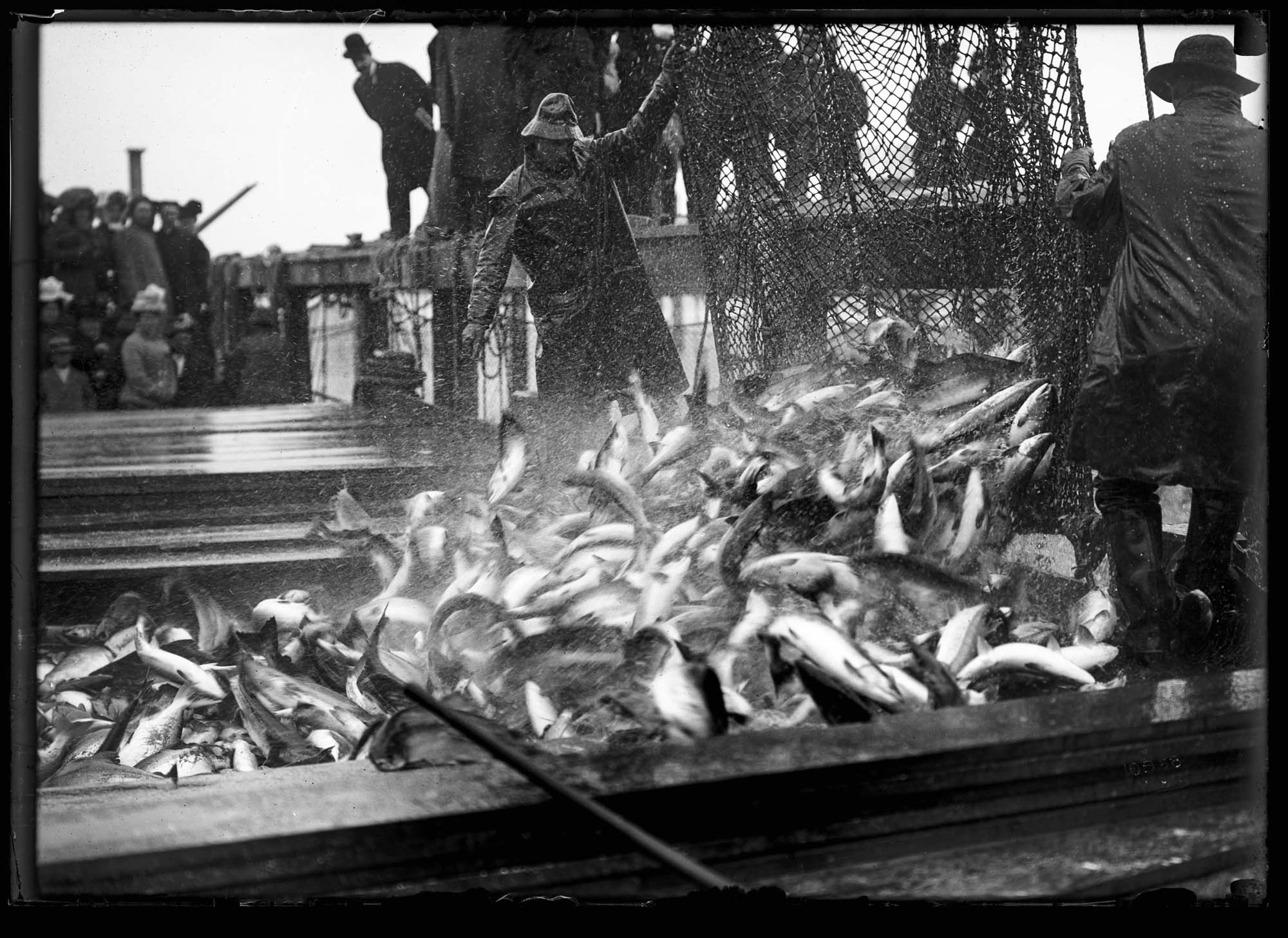 Image of Emptying a salmon trap, circa 1910