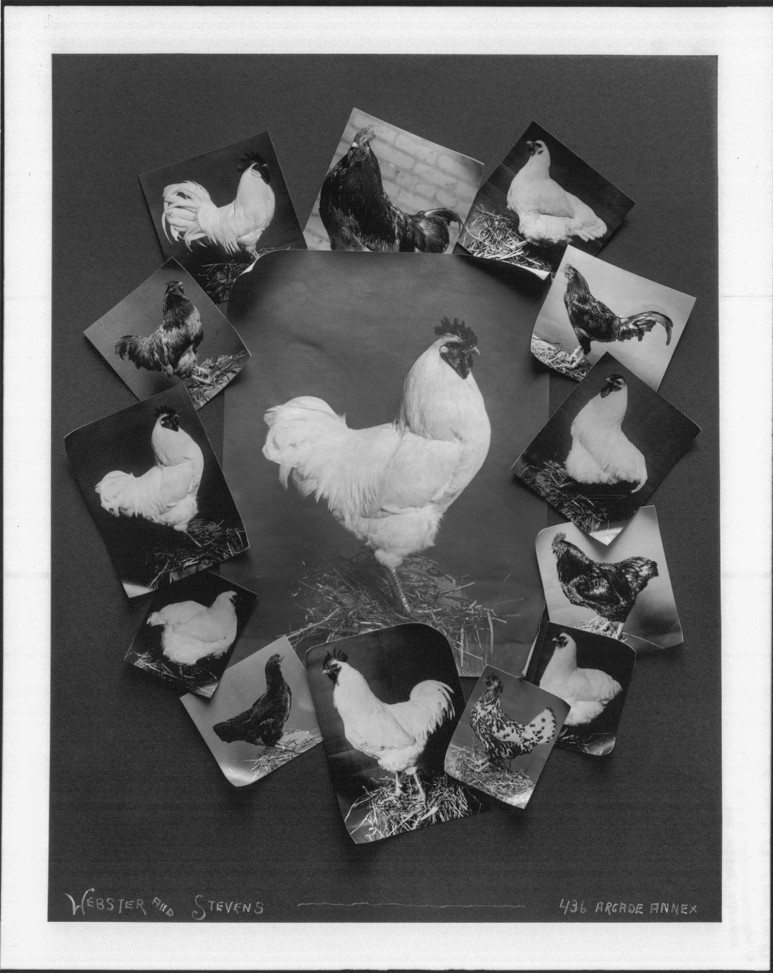 Image of Chickens, circa 1909