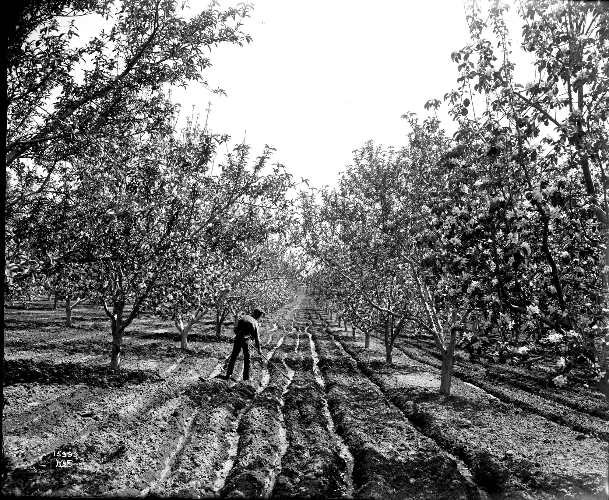 Image of Tending irrigation ditches in an orchard near Yakima, circa 1913