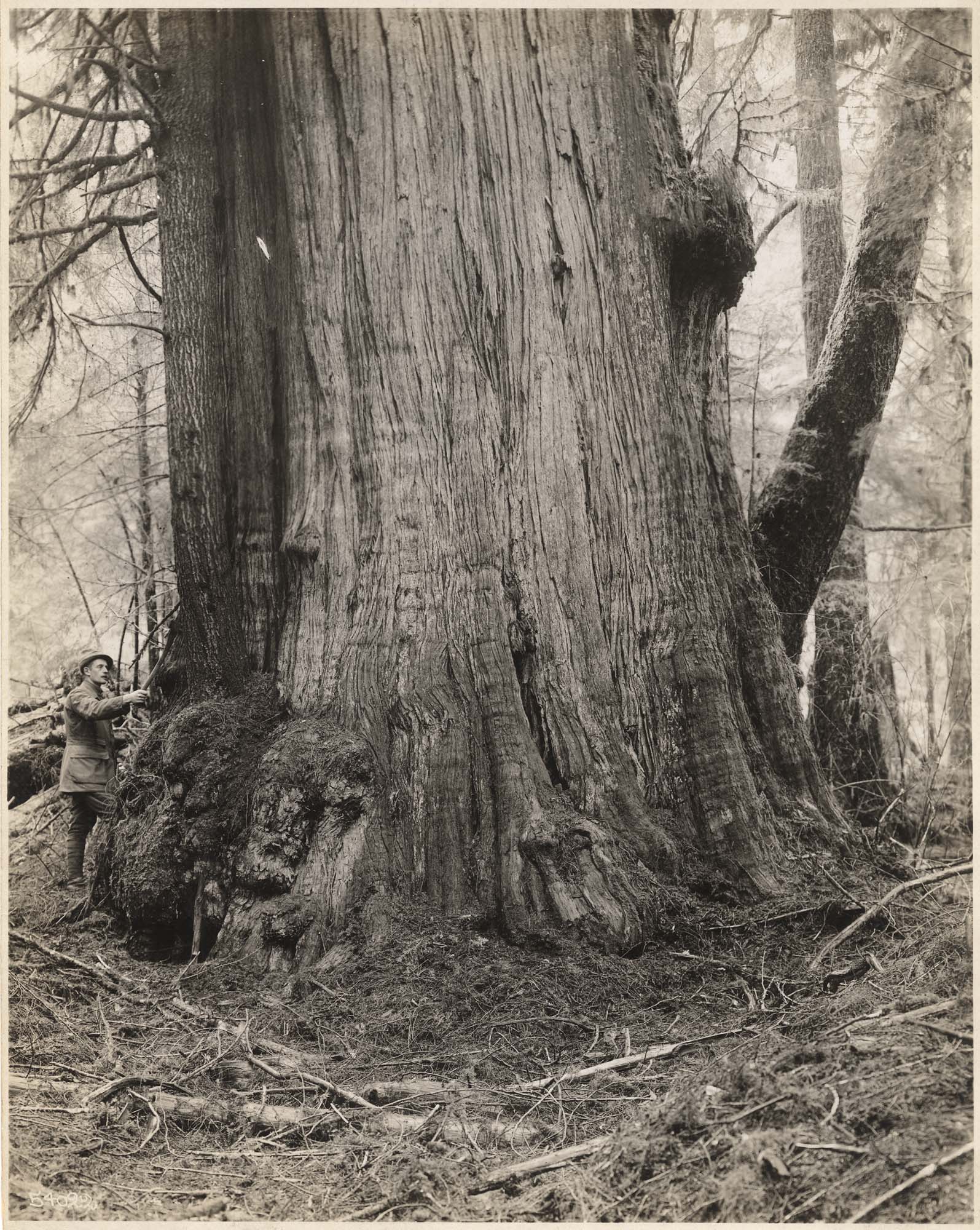 Image of Large western red cedar tree, circa 1925
