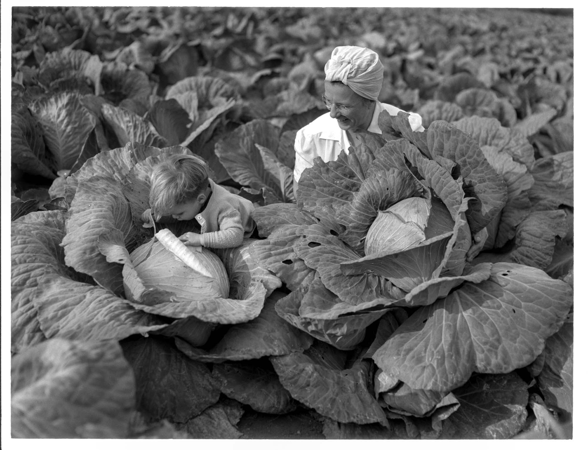 Image of Woman and boy in a cabbage field, 1943