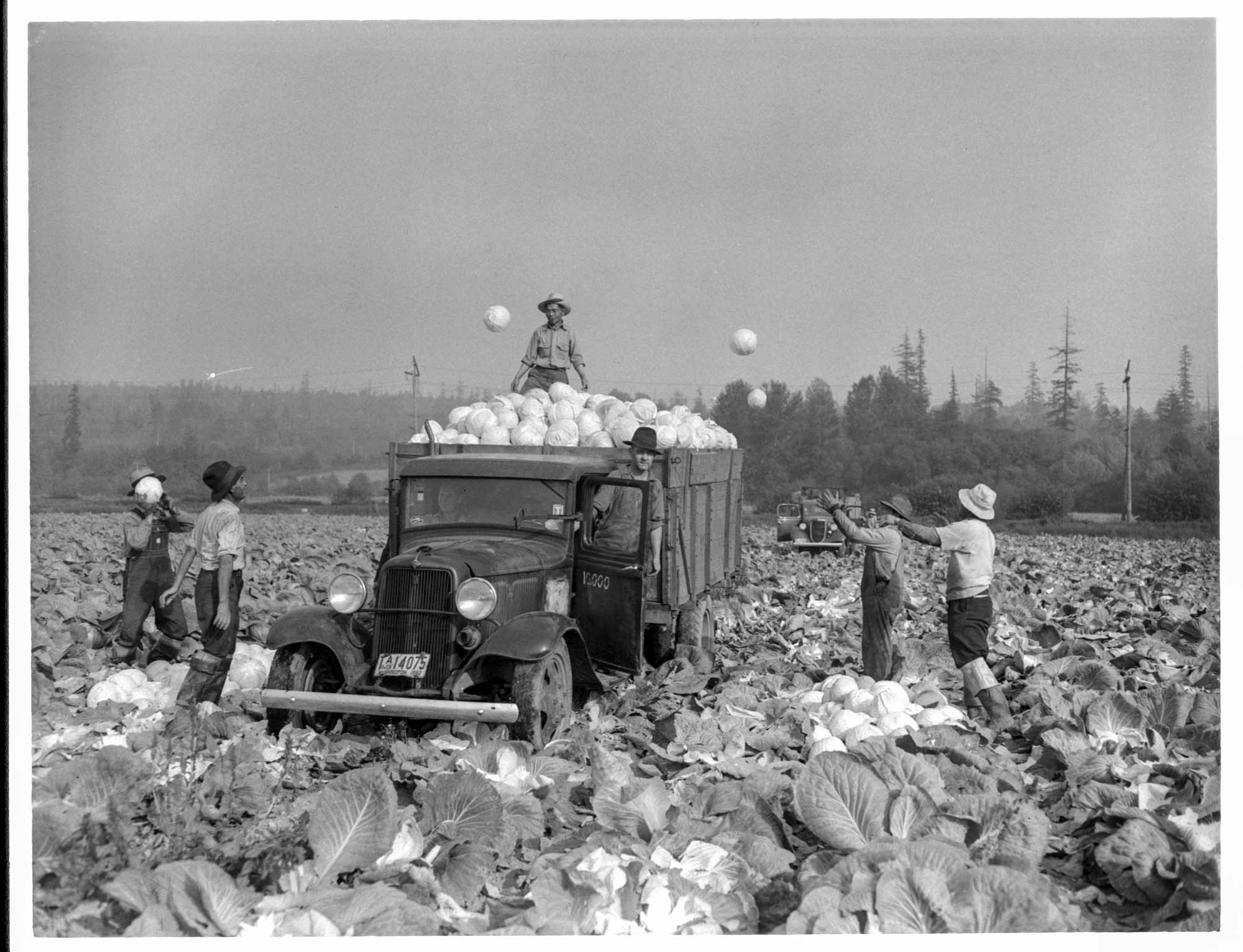 Image of Workers harvesting cabbage near Kent, October 25, 1943