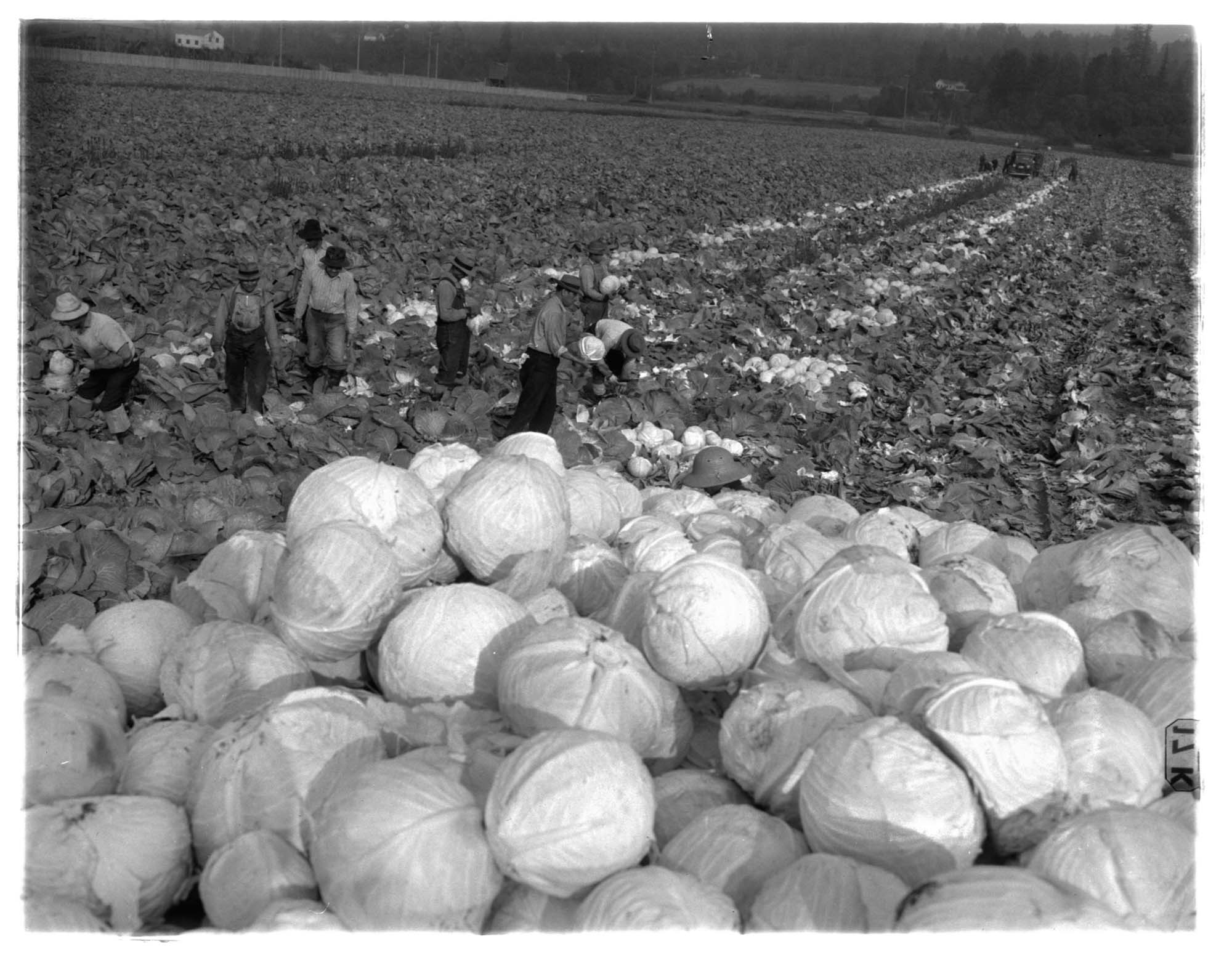 Image of Workers harvesting cabbage, Kent Valley, 1943