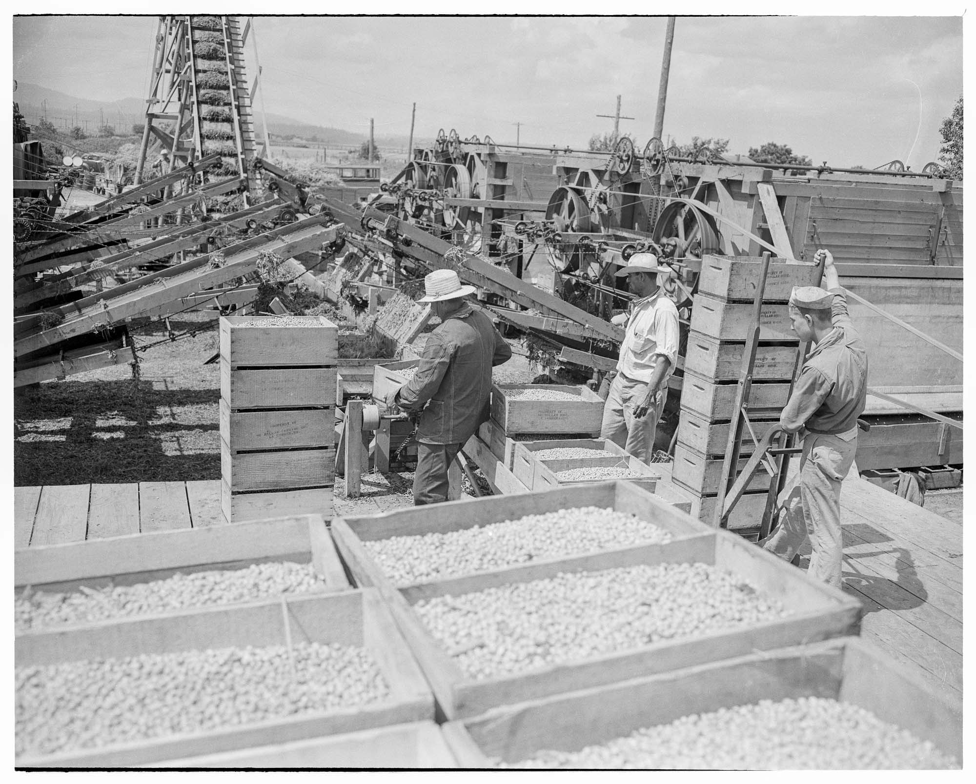 Image of Migrant workers harvesting, Skagit Valley, 1943