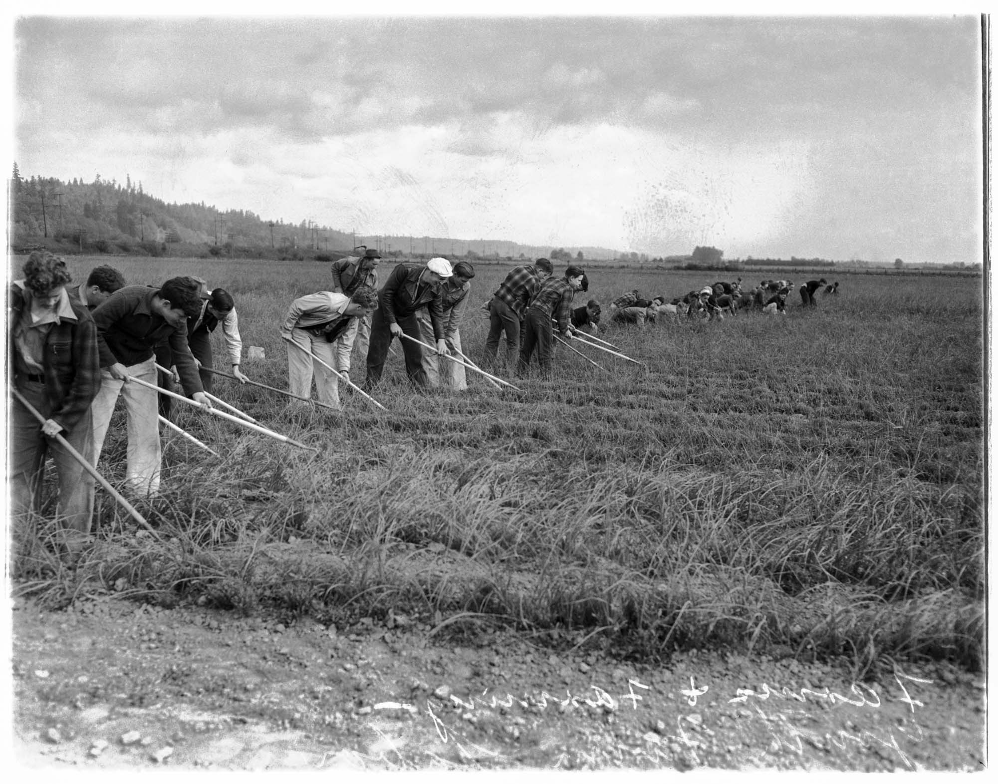 Image of Teenage farm workers in Puyallup Valley, May 1942