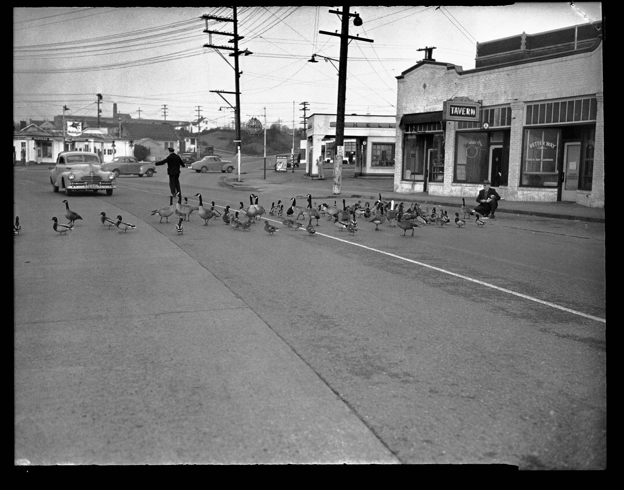 Image of Geese crossing street near Green Lake, Seattle, 1945