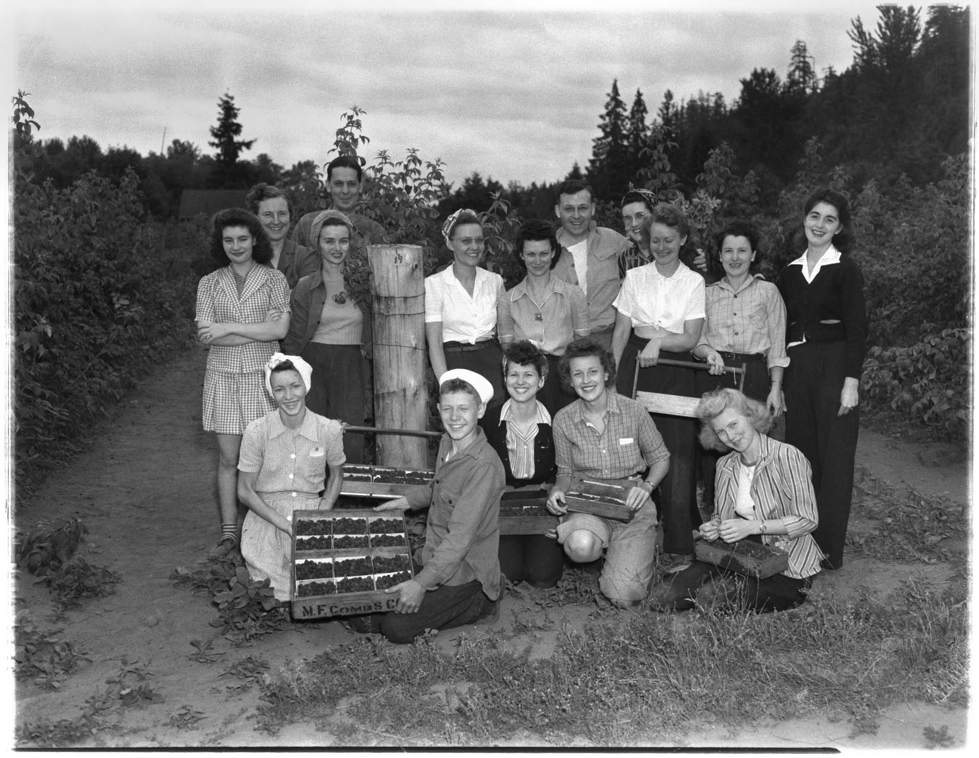 Image of Seattle youth in raspberry field, Puyallup, August 1943