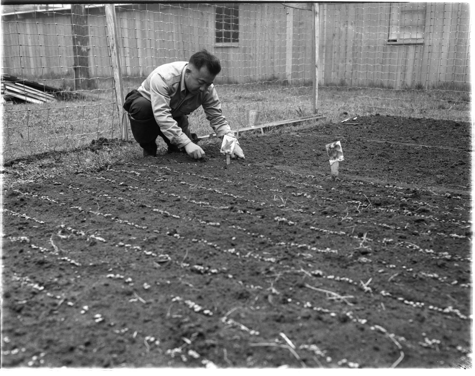 Image of Incarceree planting garden at the Puyallup Assembly Center, Puyallup, 1942