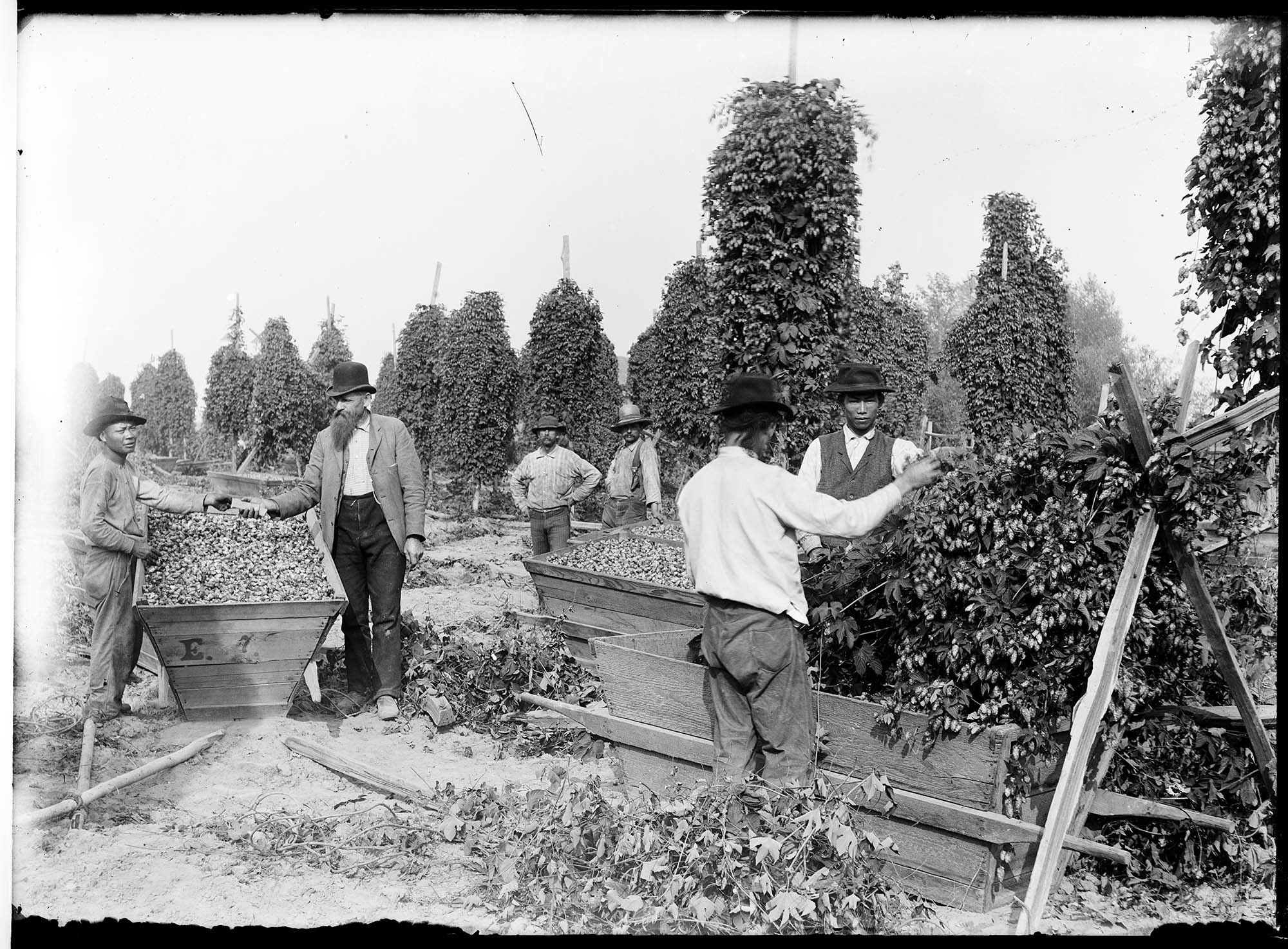Image of Indigenous men at work picking hops, circa 1890