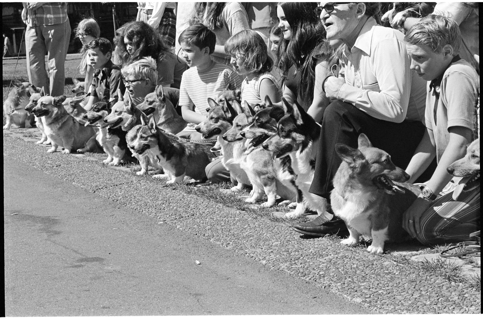 Image of Corgis and their owners at Seattle Center, Seattle, August 27, 1972