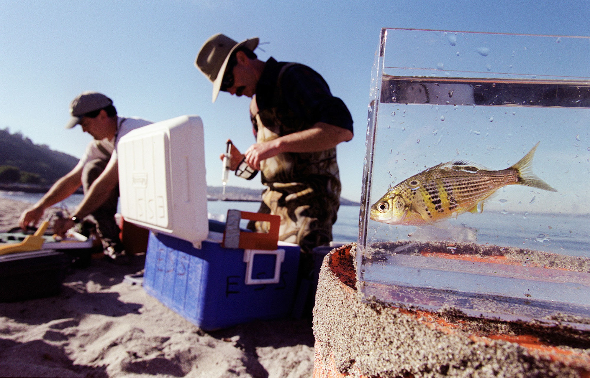Image of Jim Brennan with shiner surf perch at Golden Gardens, November 10, 2002
