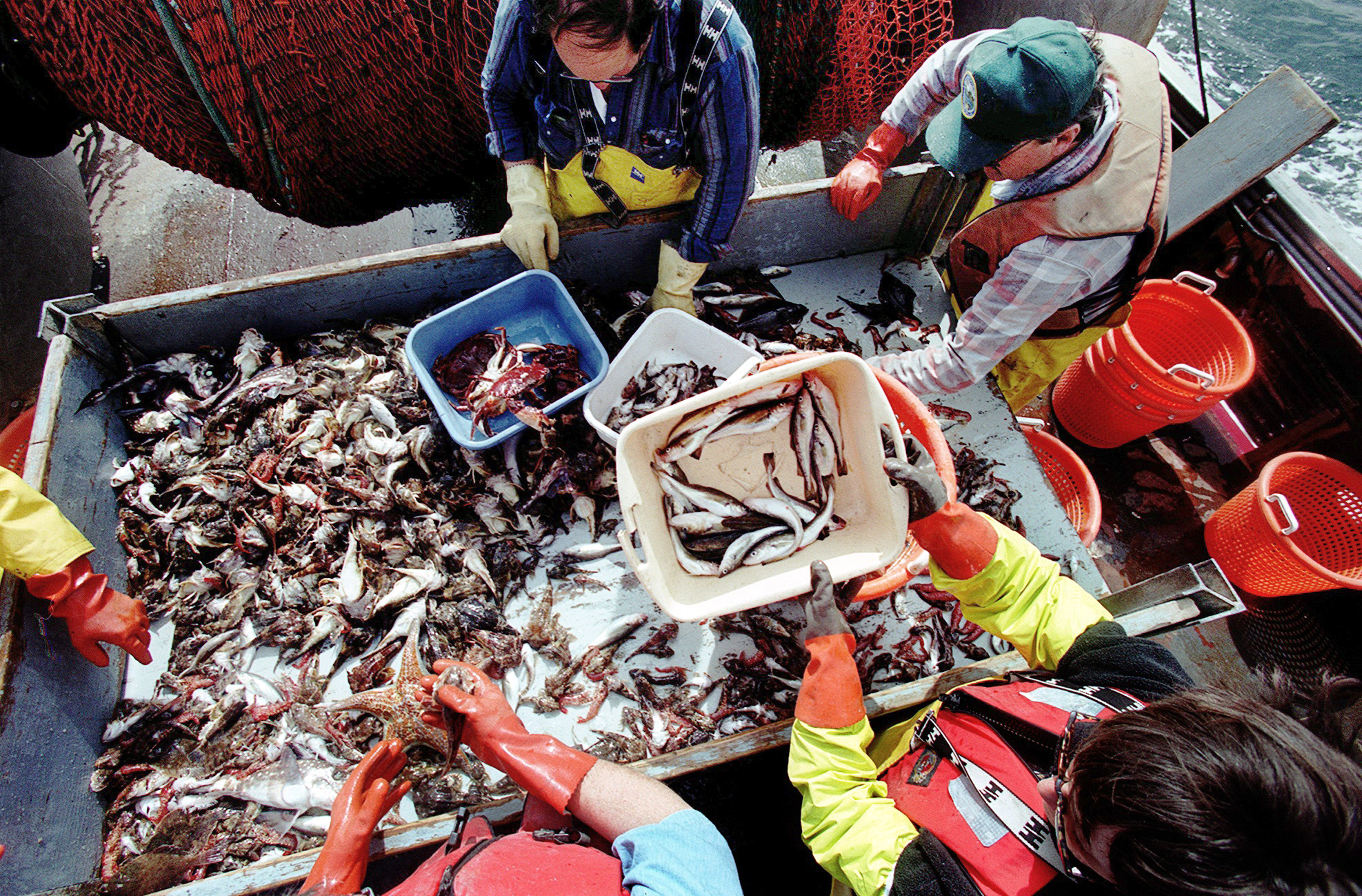 Image of State workers monitoring fish for presence of pollutants in Puget Sound, November 10, 2002