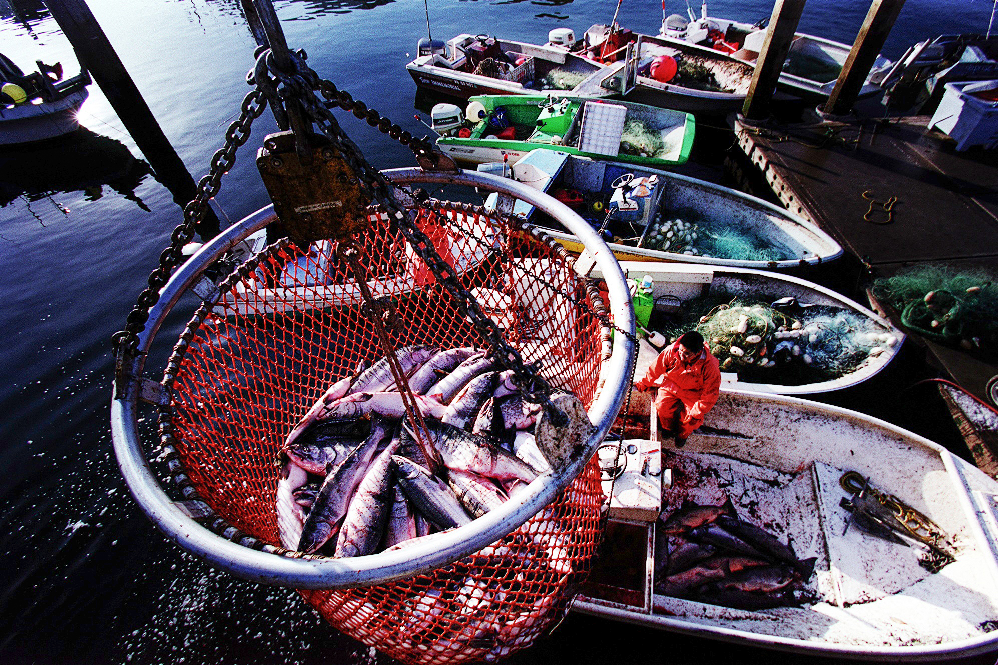 Image of Muckleshoot fishery in lower Duwamish River, November 9, 2002