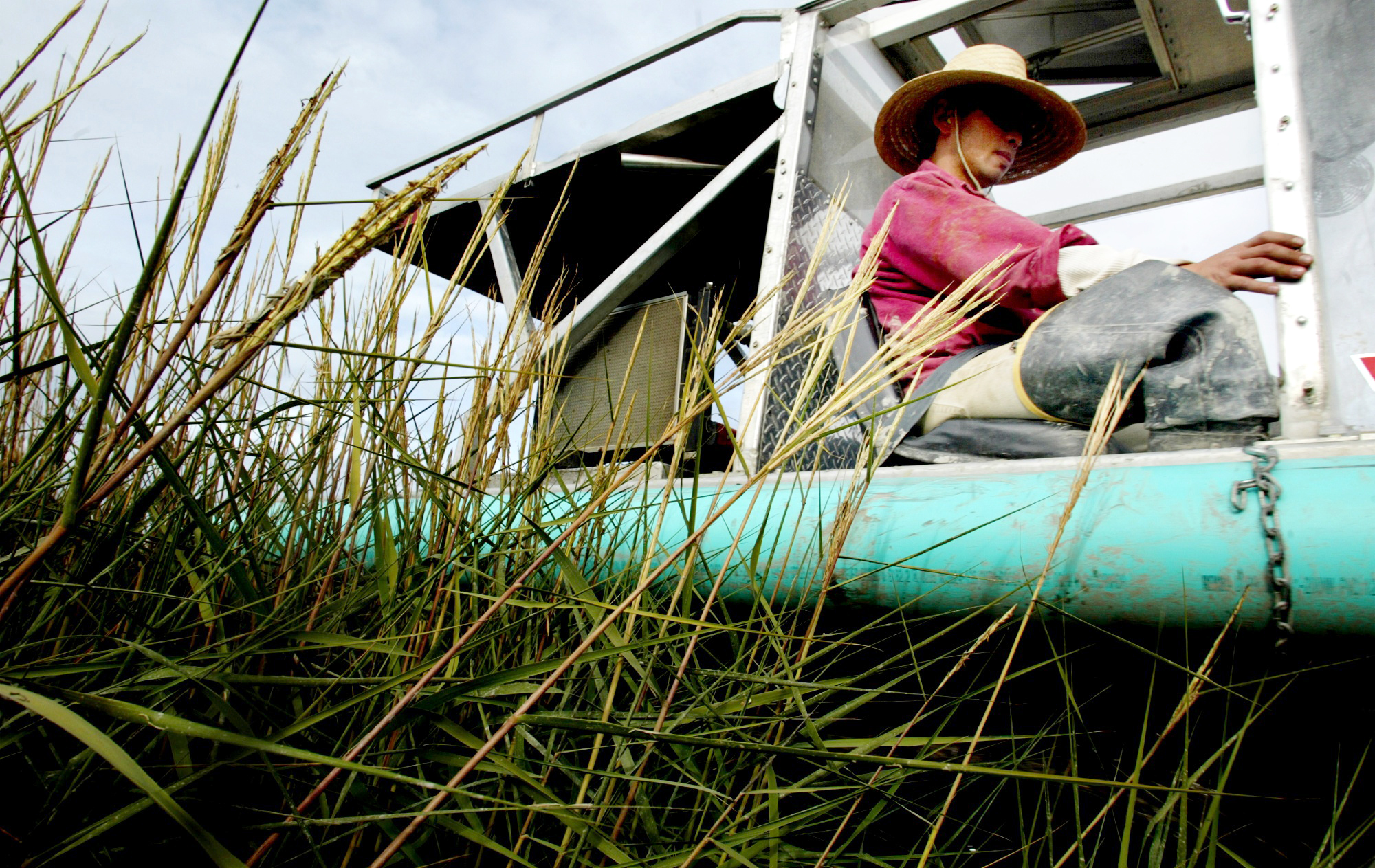 Image of Robert Adiaz knocking down noxious weeds near Camano Island, November 8, 2002