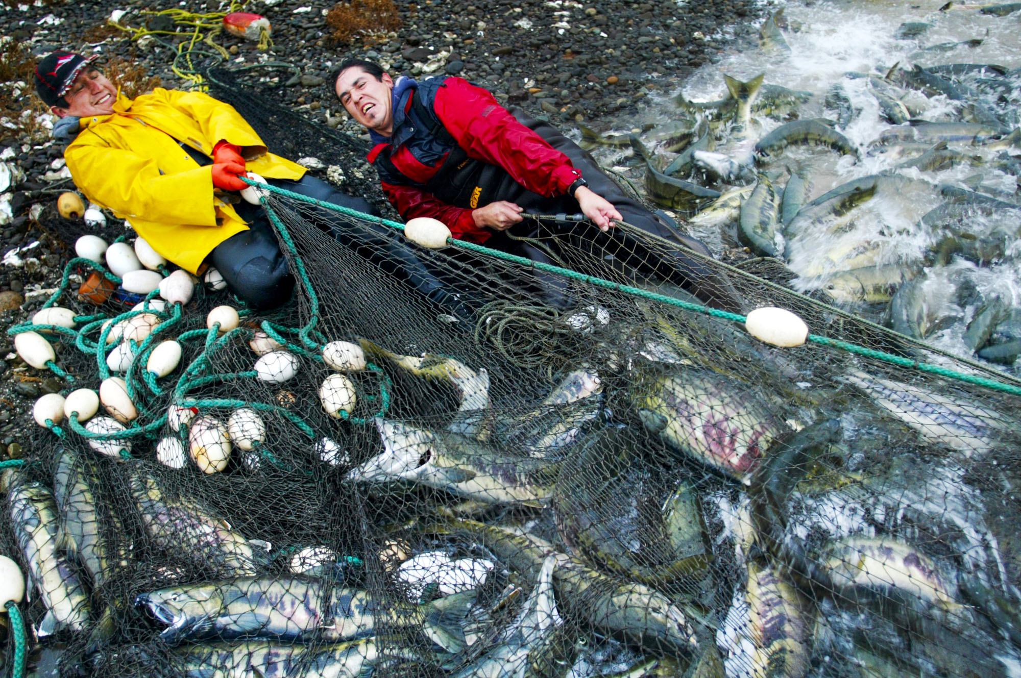 Image of Kevin and Robert Blacketer, Skokomish, with net of chum salmon near Hoodsport, WA, November 12, 2002