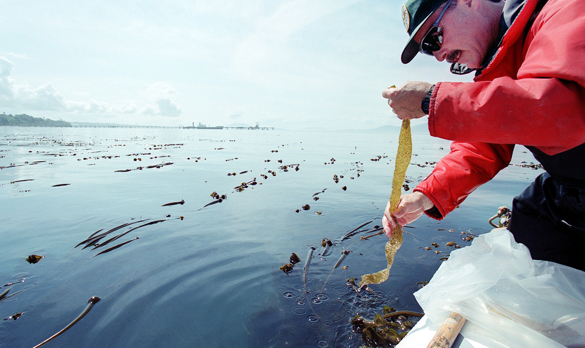 Image of Kurt Stick surveying herring spawning ground in Whatcom County, November 10, 2002