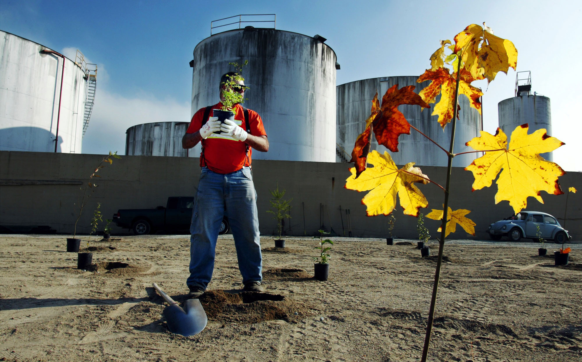 Image of Planting trees at Commencement Bay cleanup site, Tacoma, November 9, 2002