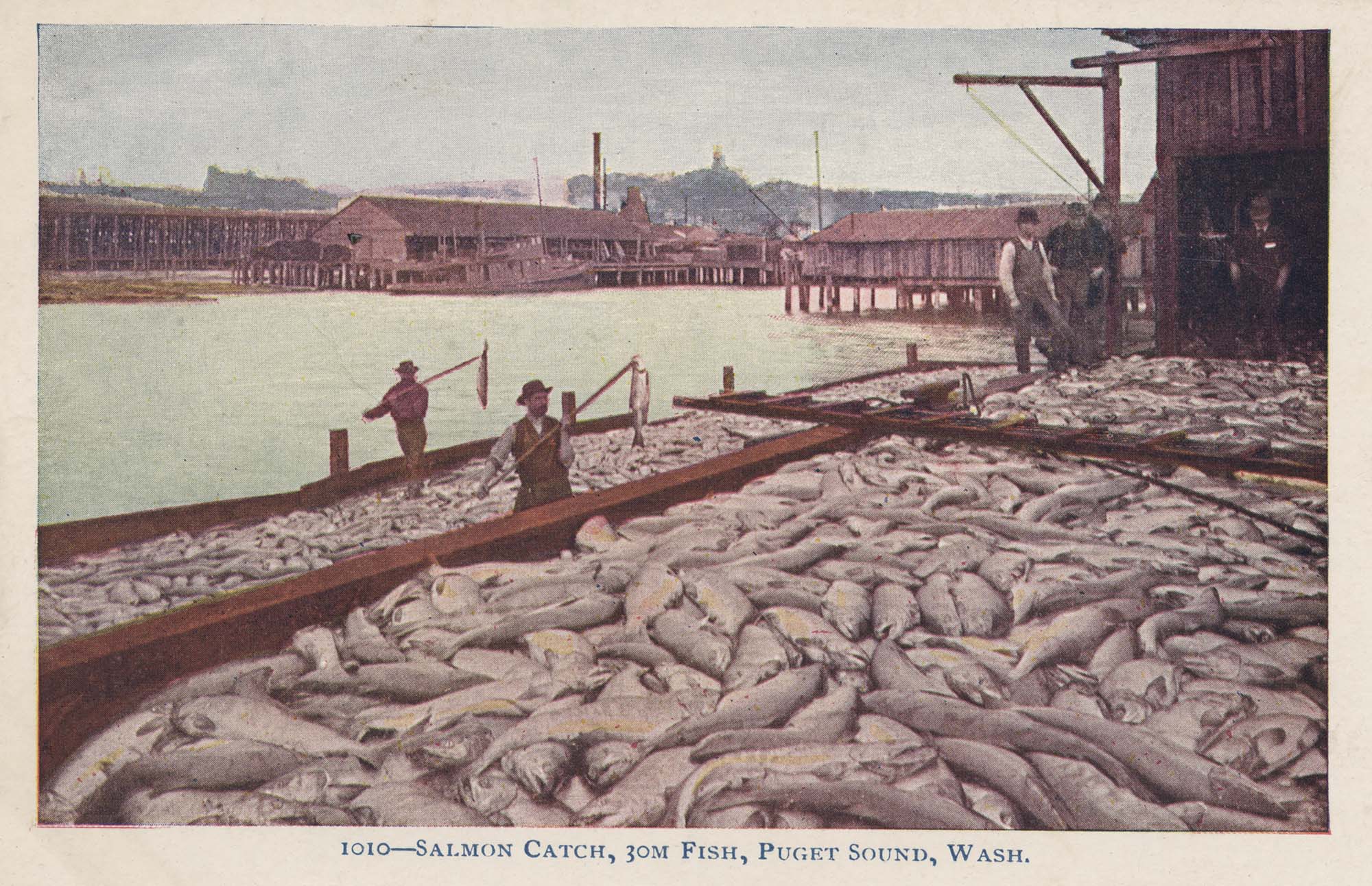 Image of Men with load of salmon on dock, Seattle, circa 1900