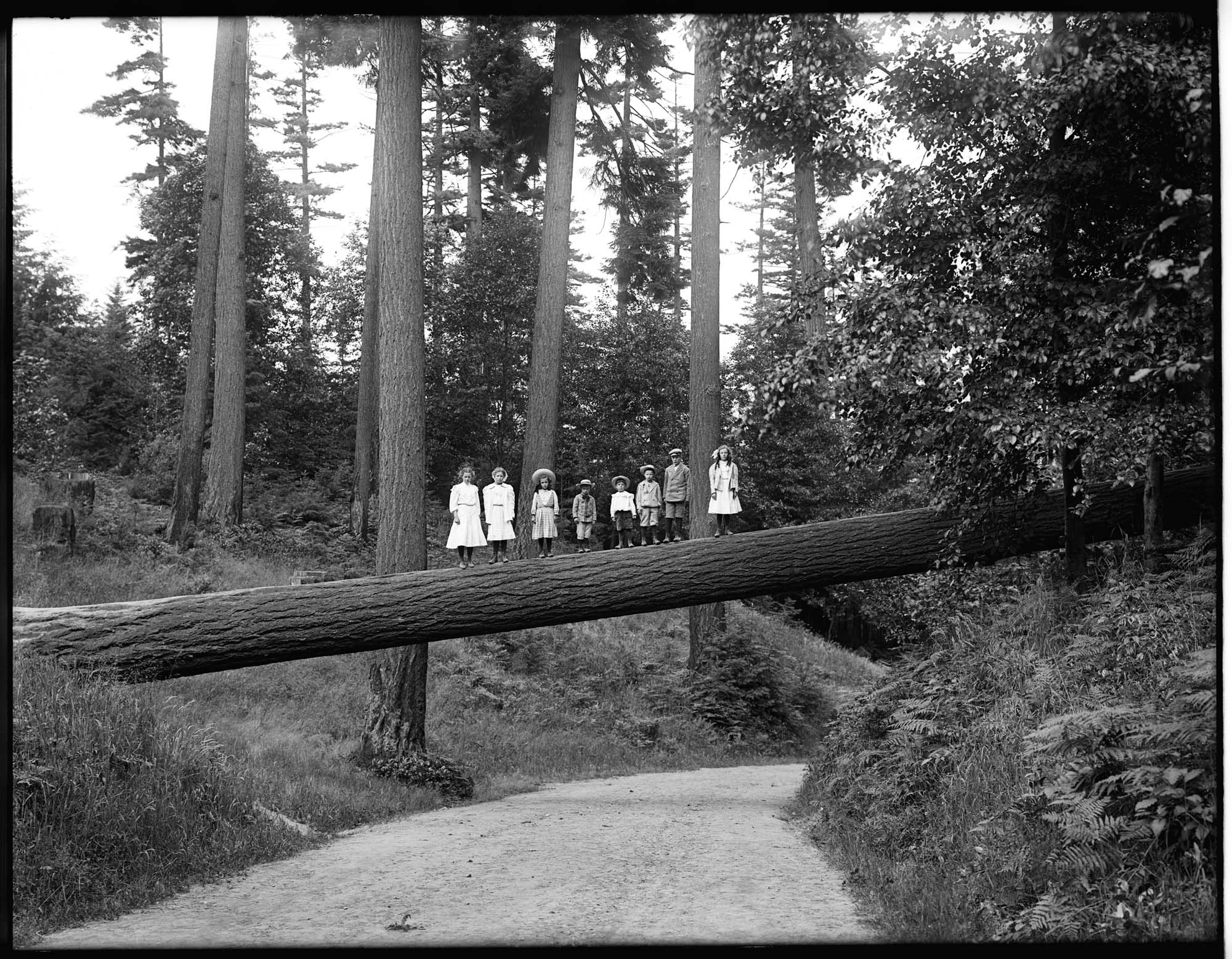 Image of Children on log, Woodland Park, Seattle, circa 1904