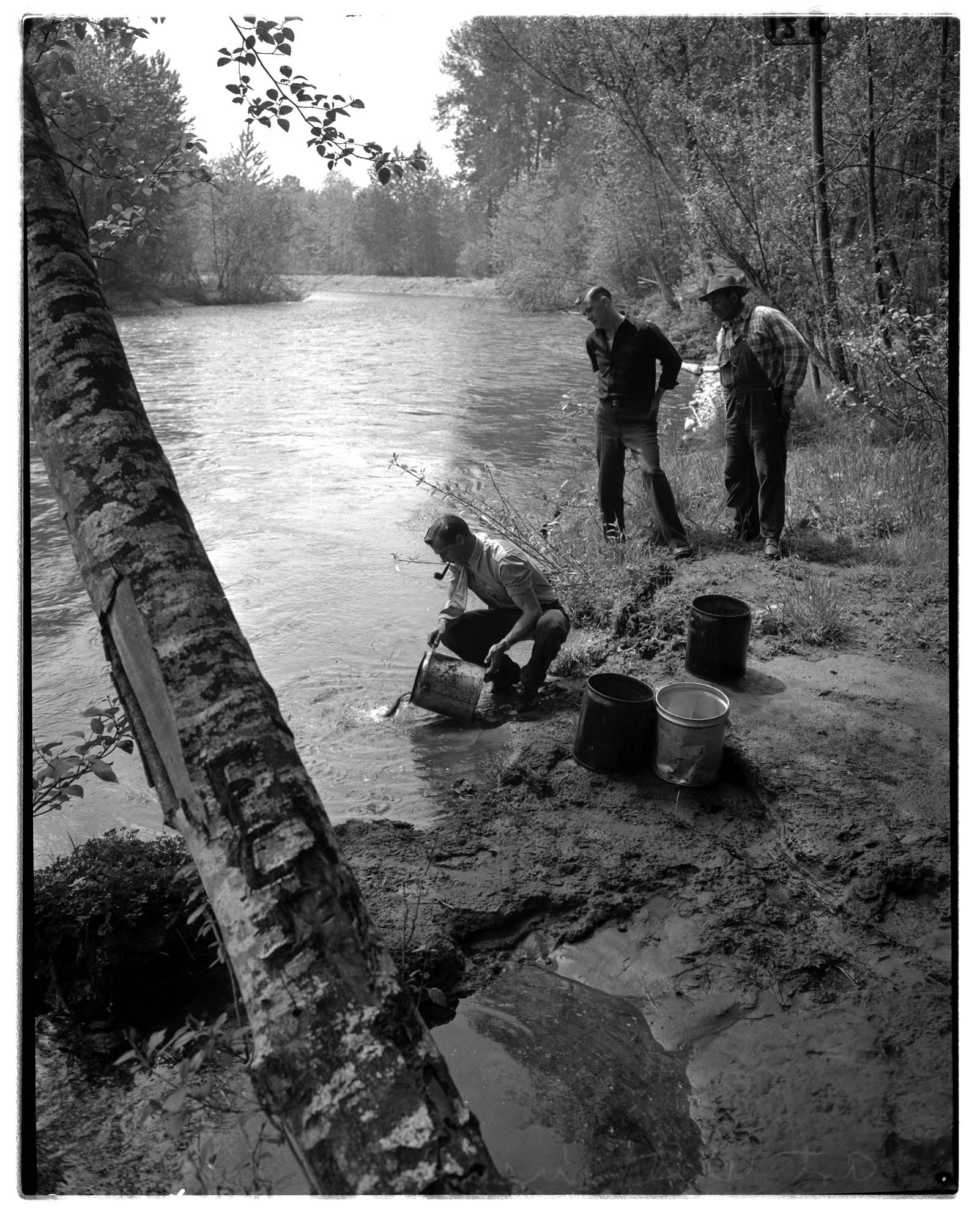 Image of Man dumping fish into stream, May 1948