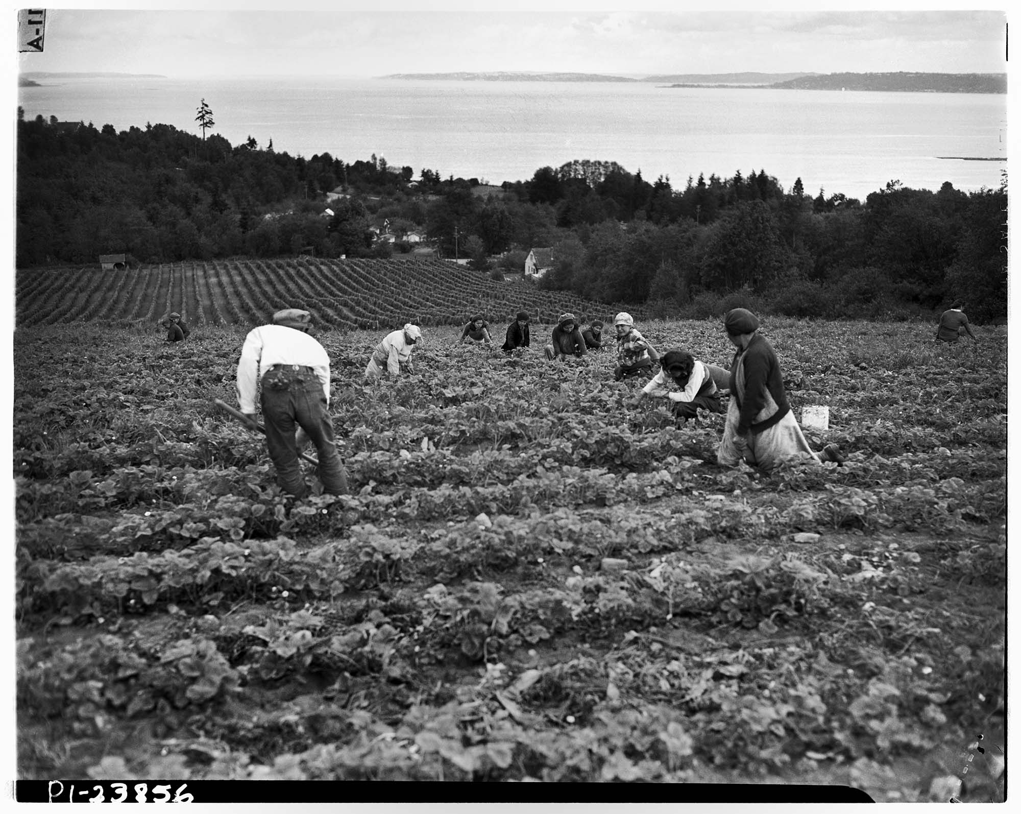 Image of Indigenous berry pickers on Vashon Island, June 1943