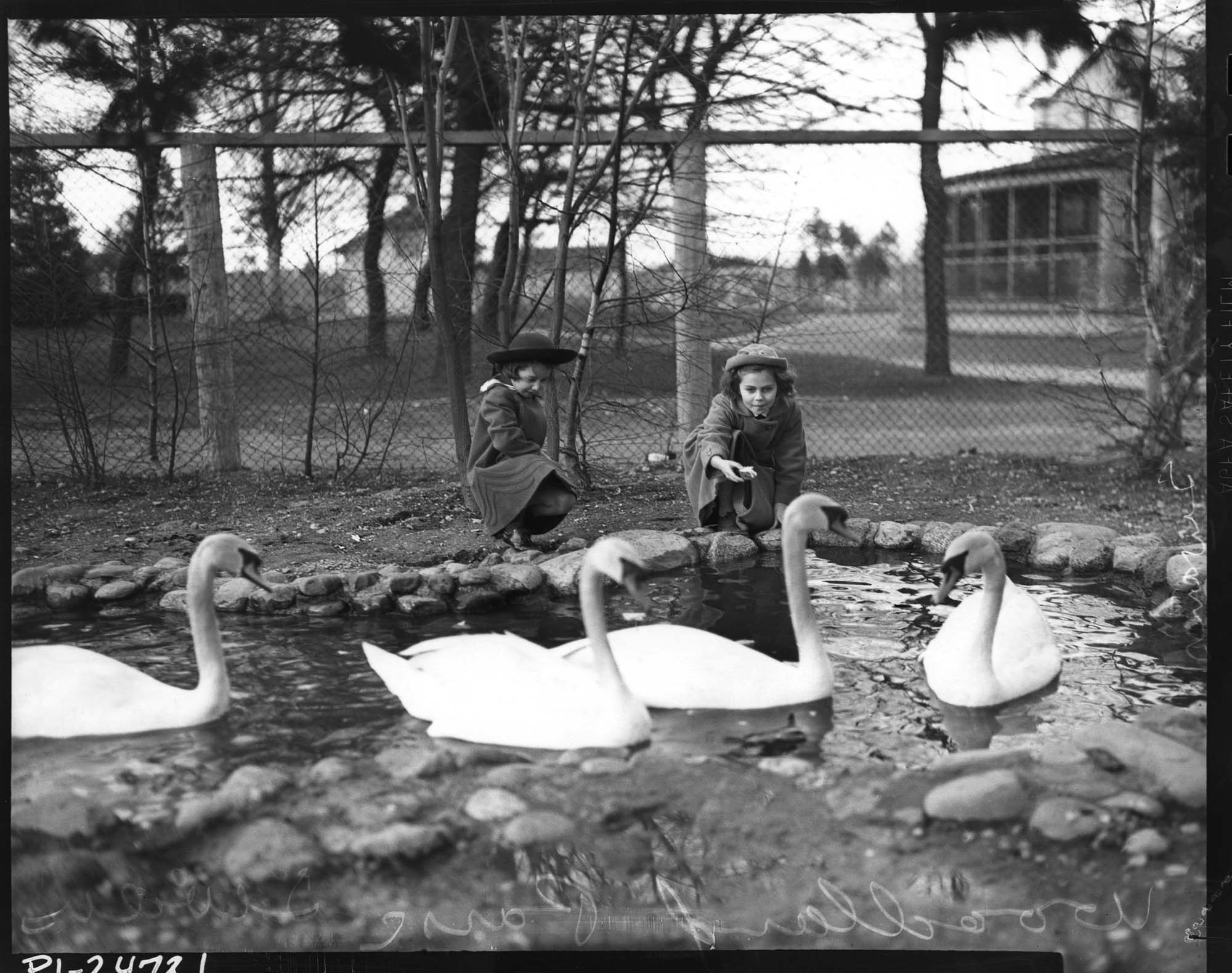 Image of Girls with swans at Woodland Park Zoo, Seattle, 1937
