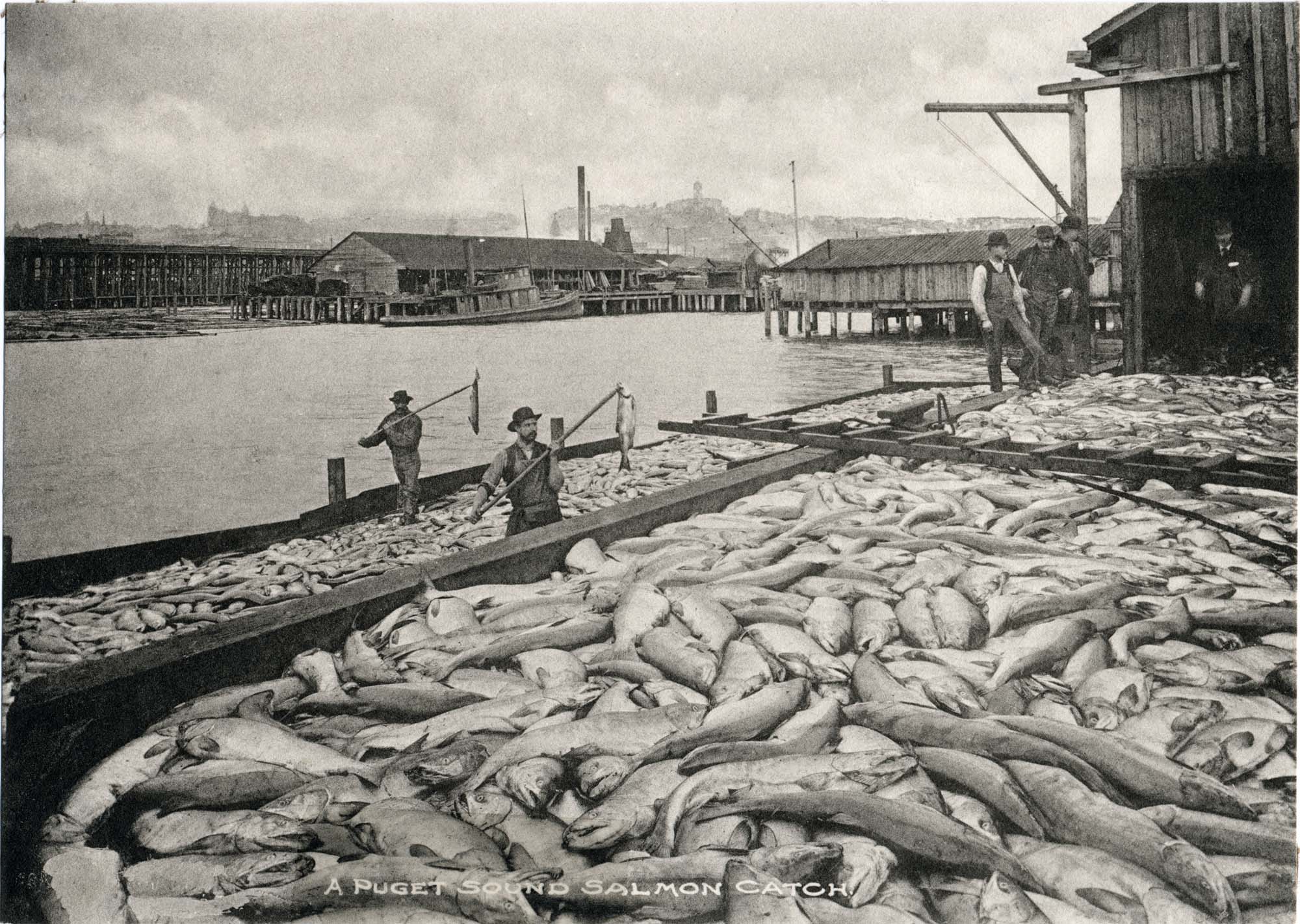Image of A Puget Sound salmon catch, circa 1900