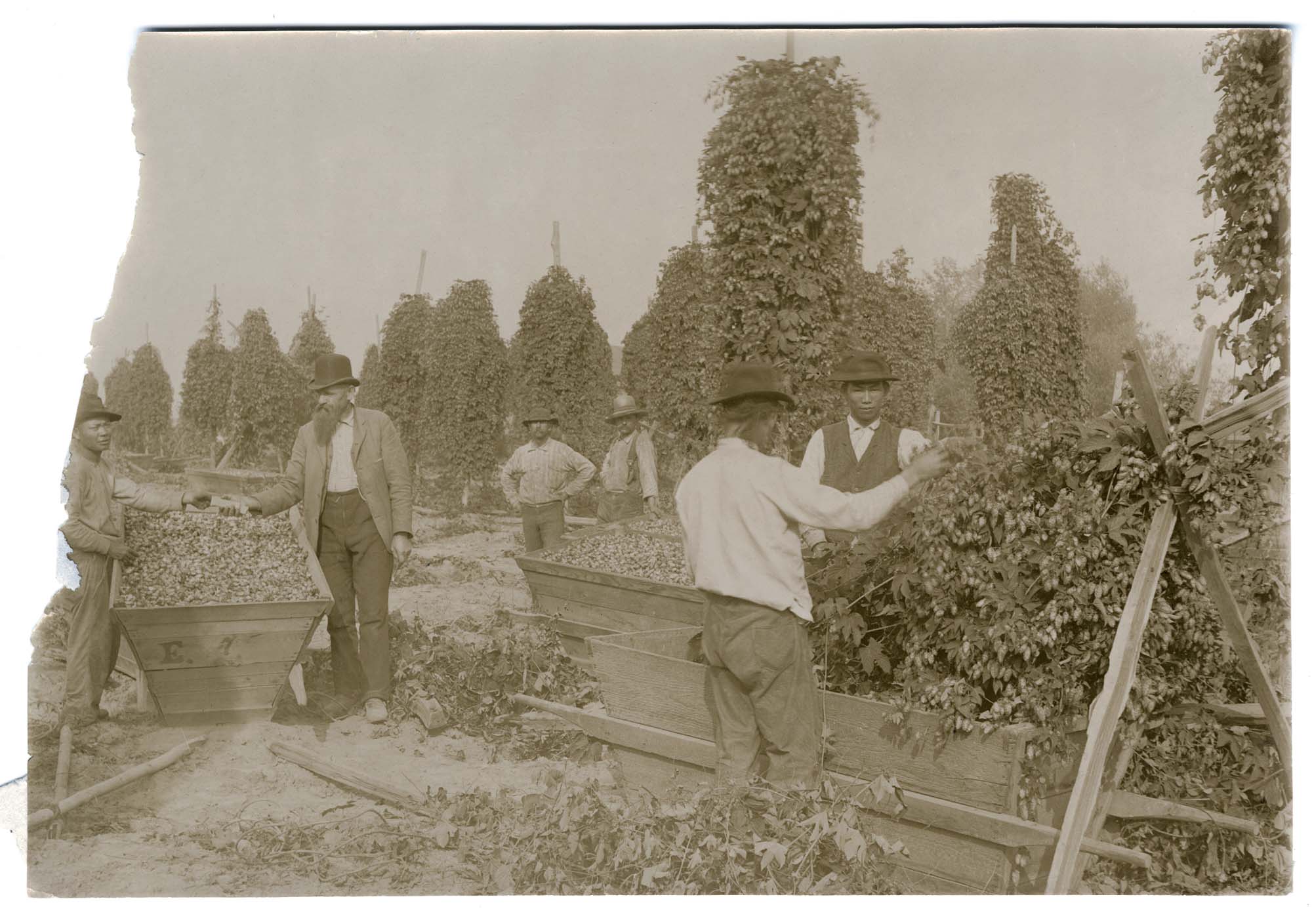 Image of Hop picking, circa 1895