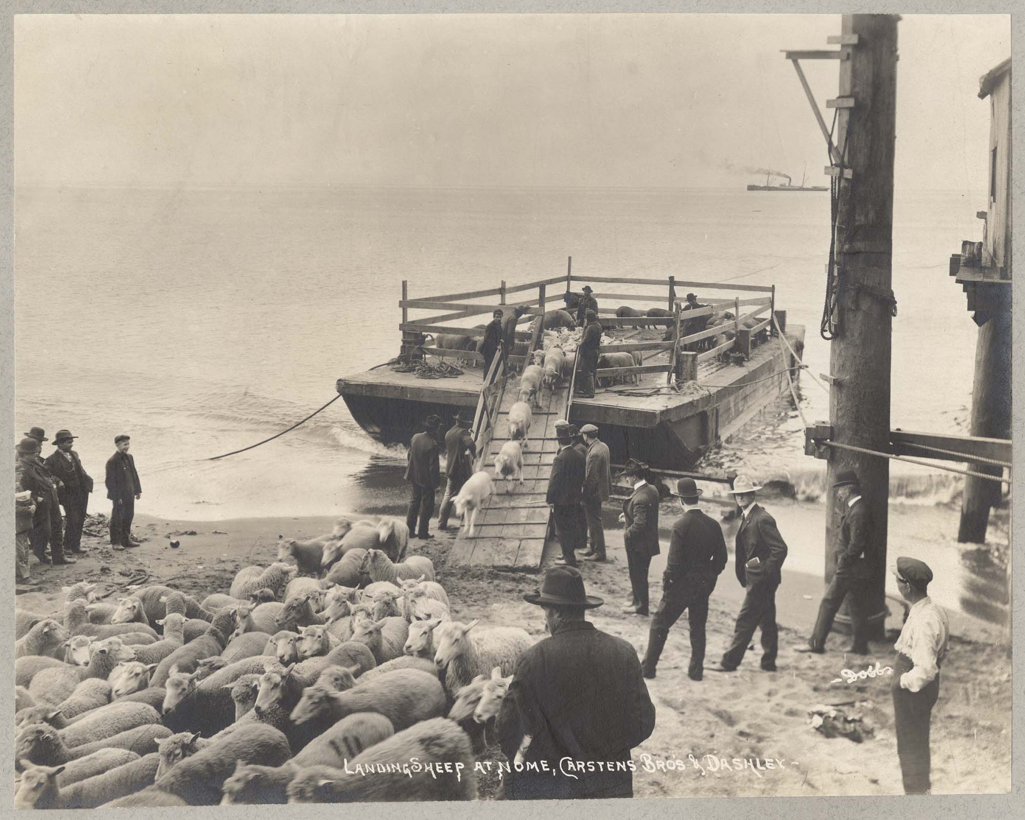 Image of Landing sheep at Nome for Carstens Brothers & Dashley, circa 1900
