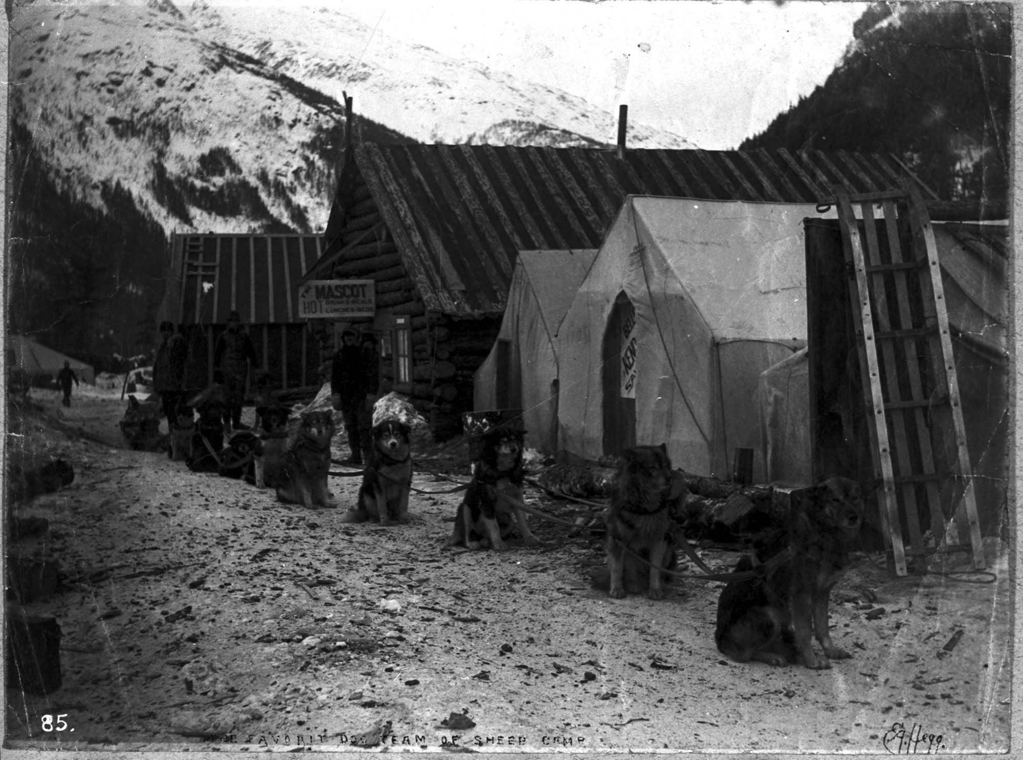 Image of The favorite dog team of Sheep Camp, circa 1898