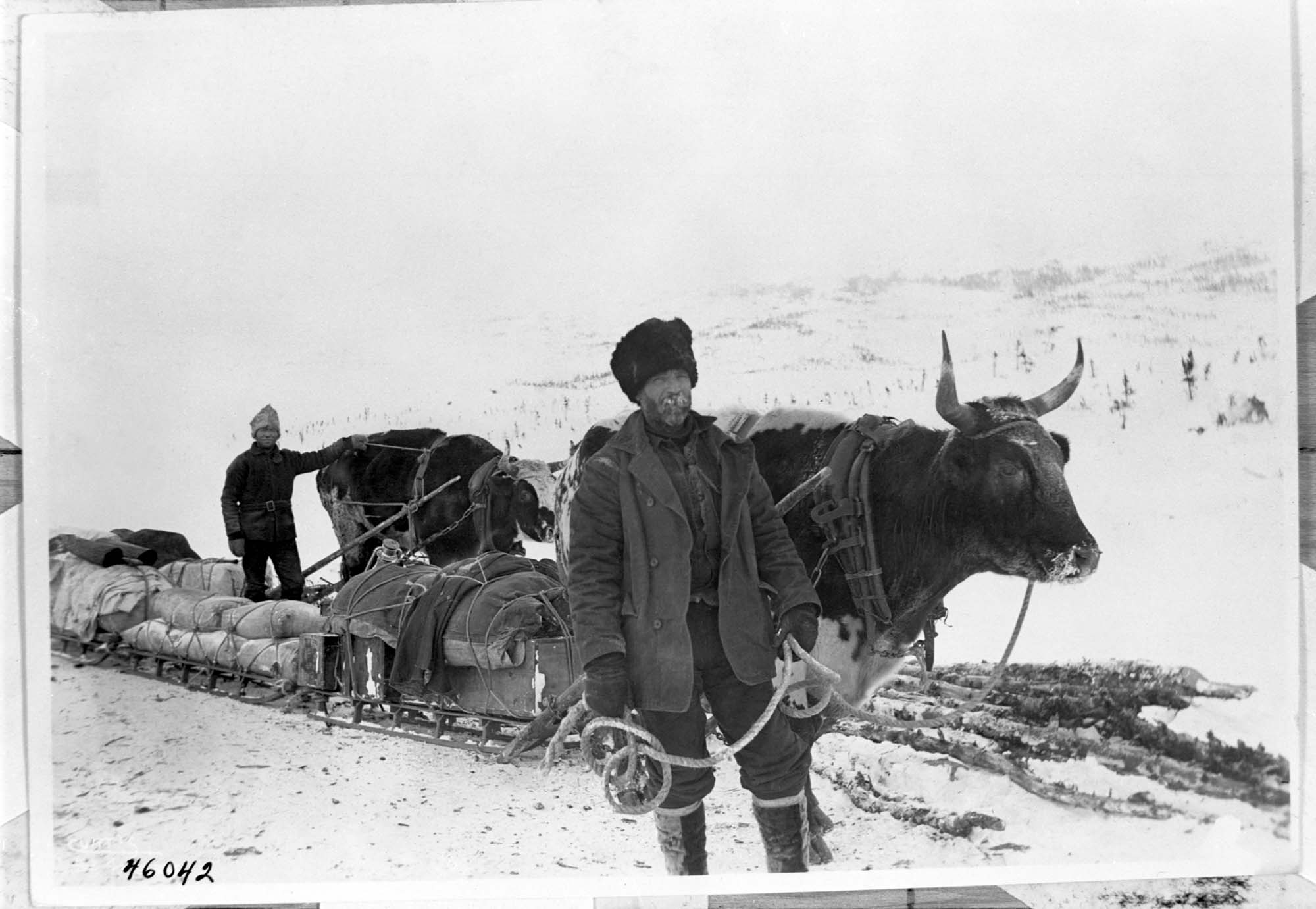 Image of Two men and oxen on Skagway Trail, 1898