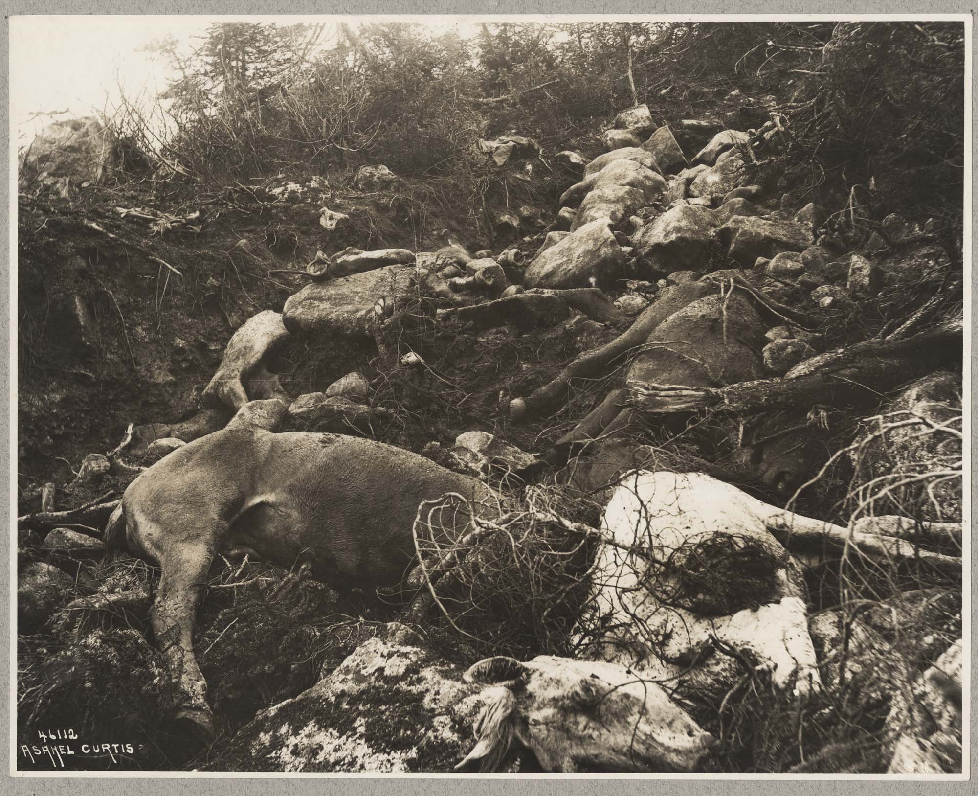 Image of Dead horses on White Pass Trail, 1898
