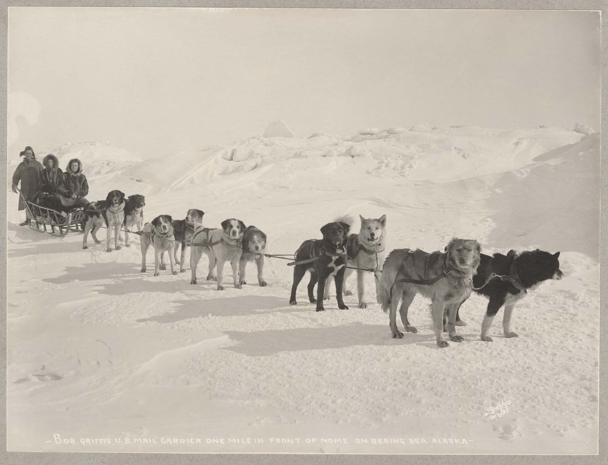 Image of Dogsled owned by a mail carrier, near Nome, Alaska, circa 1905