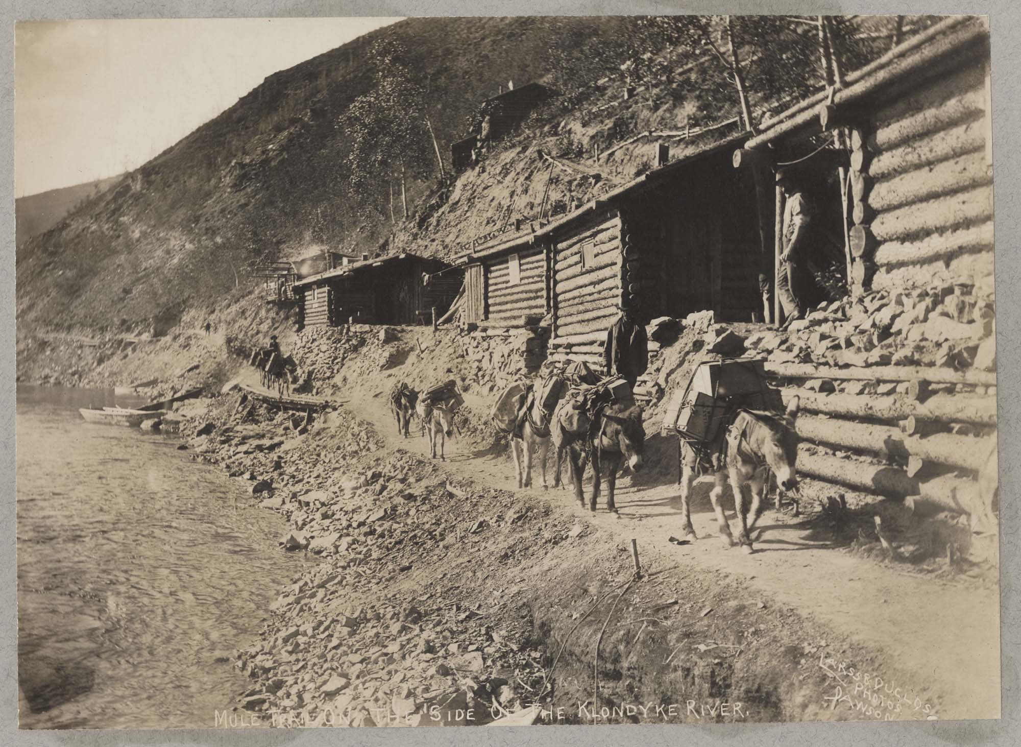 Image of Mule train moving by the side of the Klondike River, circa 1904