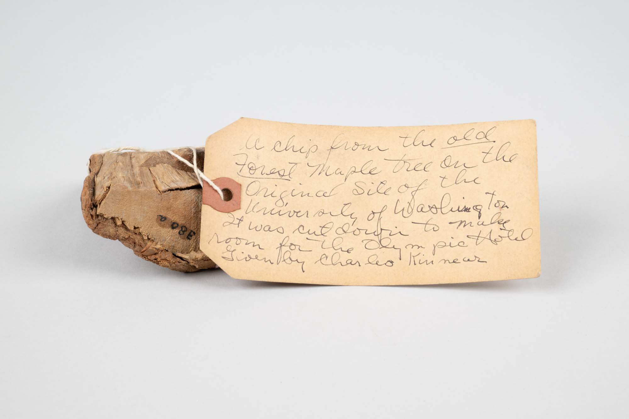 Image of Chip from the old forest maple tree on the original site of the University of Washington, ca.1880-1908