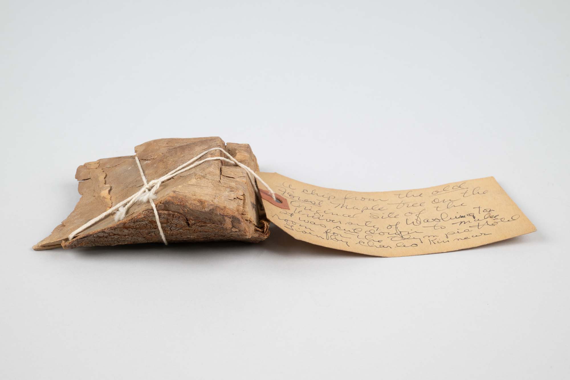 Image of Chip from the old forest maple tree on the original site of the University of Washington, ca.1880-1908