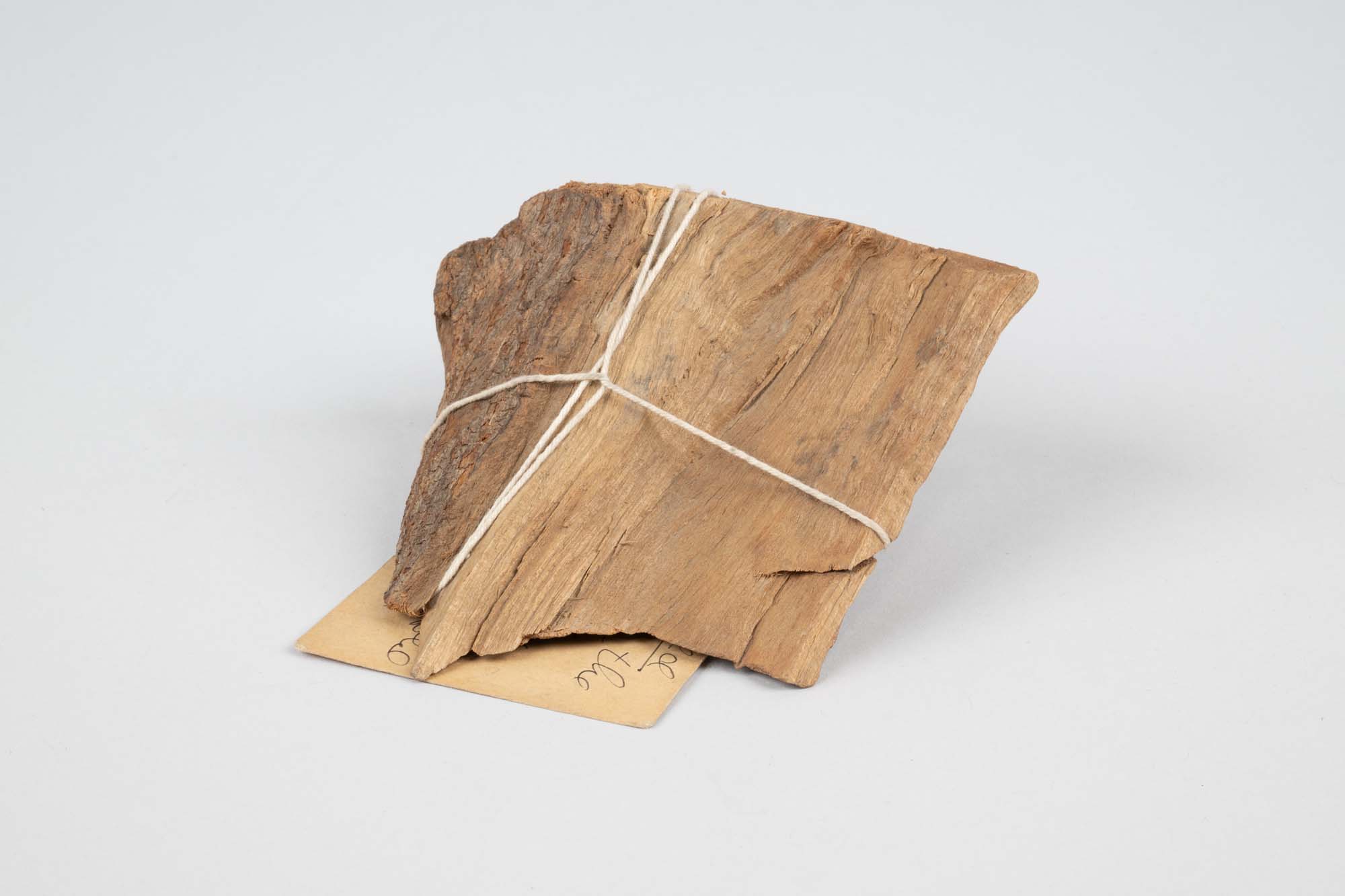 Image of Chip from the old forest maple tree on the original site of the University of Washington, ca.1880-1908