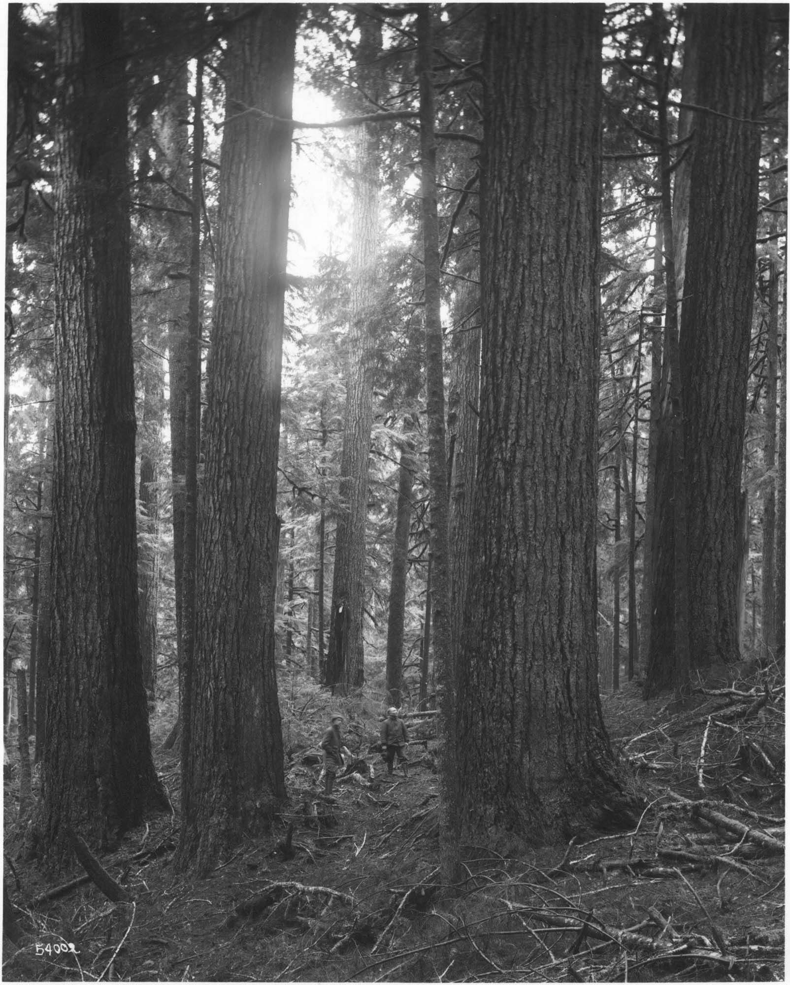 Image of Loggers amidst large trees, circa 1917