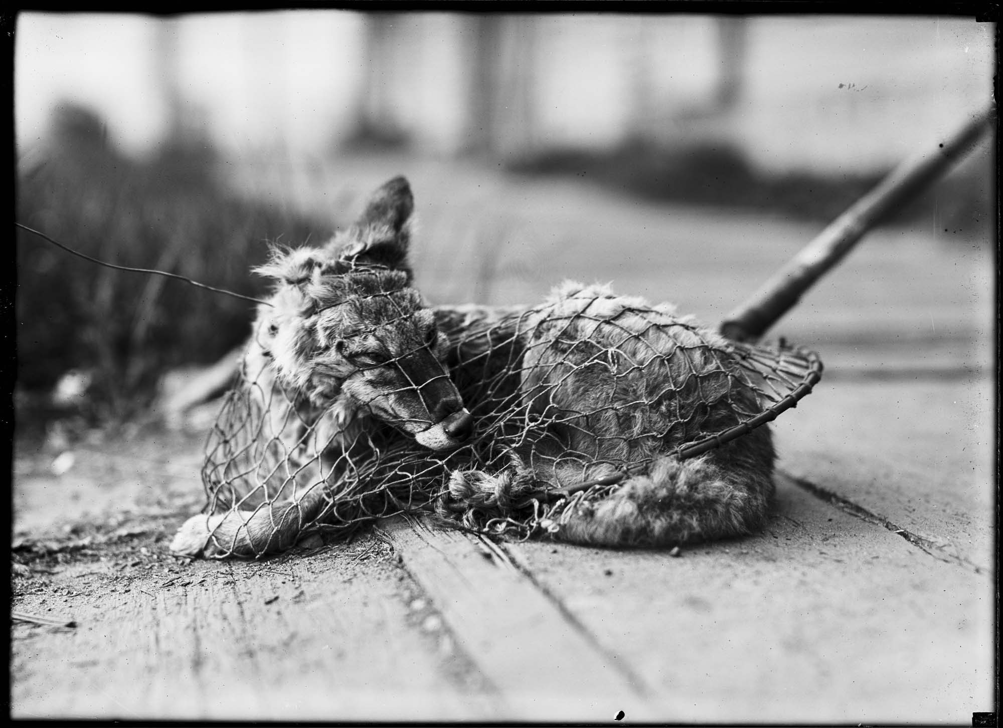 Image of Coyote captured on Westlake Avenue, September 14, 1921