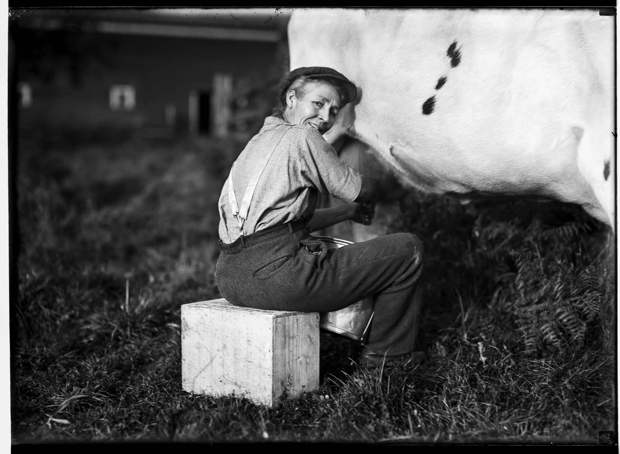 Image of Mrs. Conian milking a cow, circa 1920