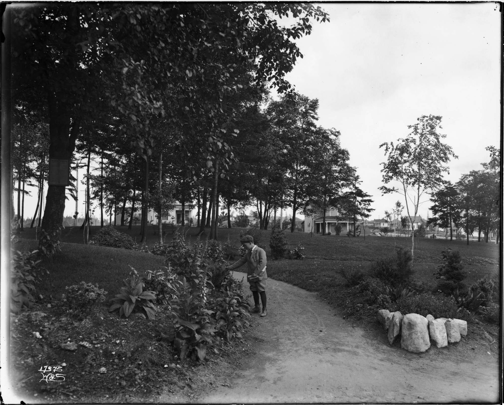 Image of Boy picking berries in Salmon Bay Park, Seattle, circa 1910