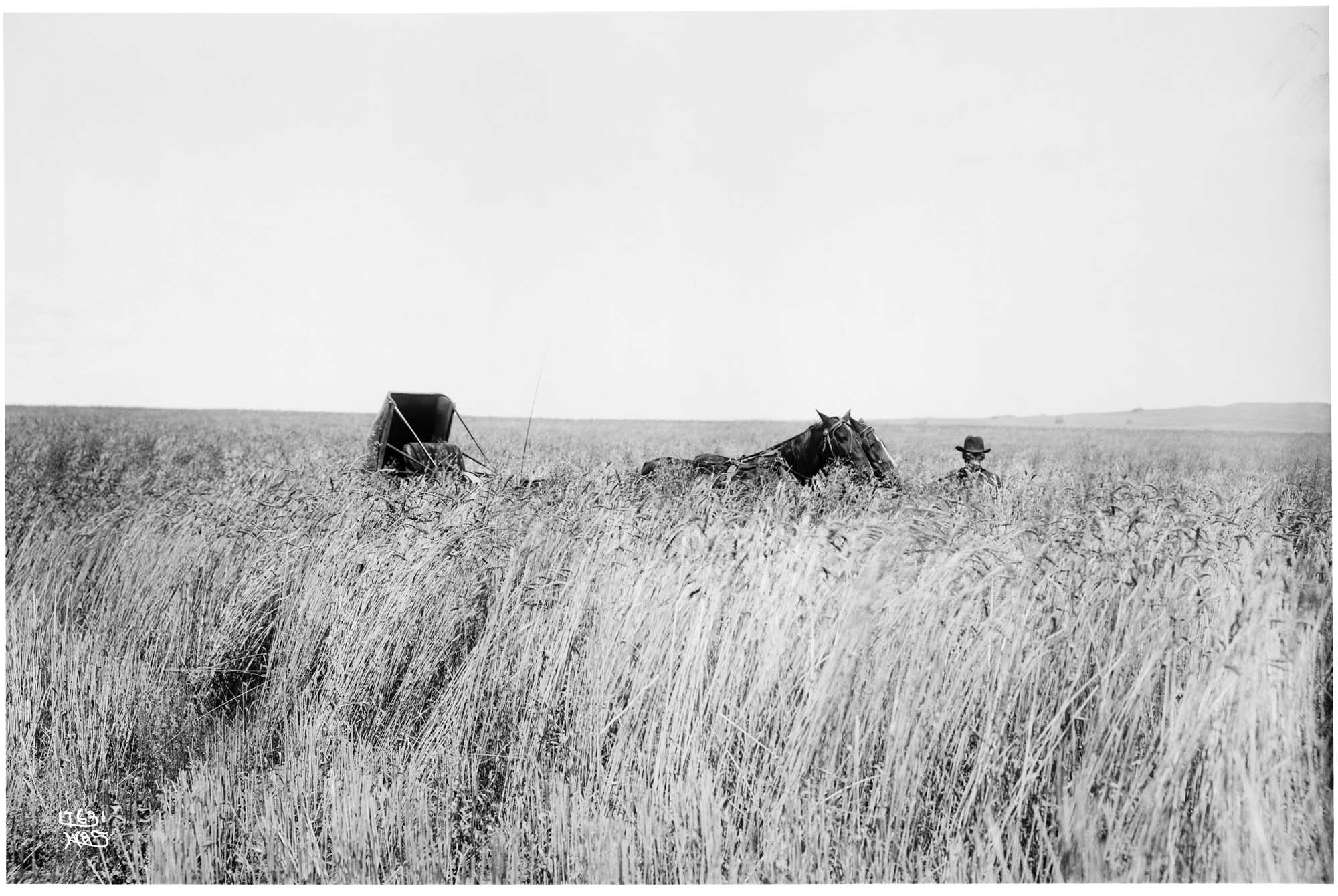 Image of Man and buggy in wheat field, circa 1910