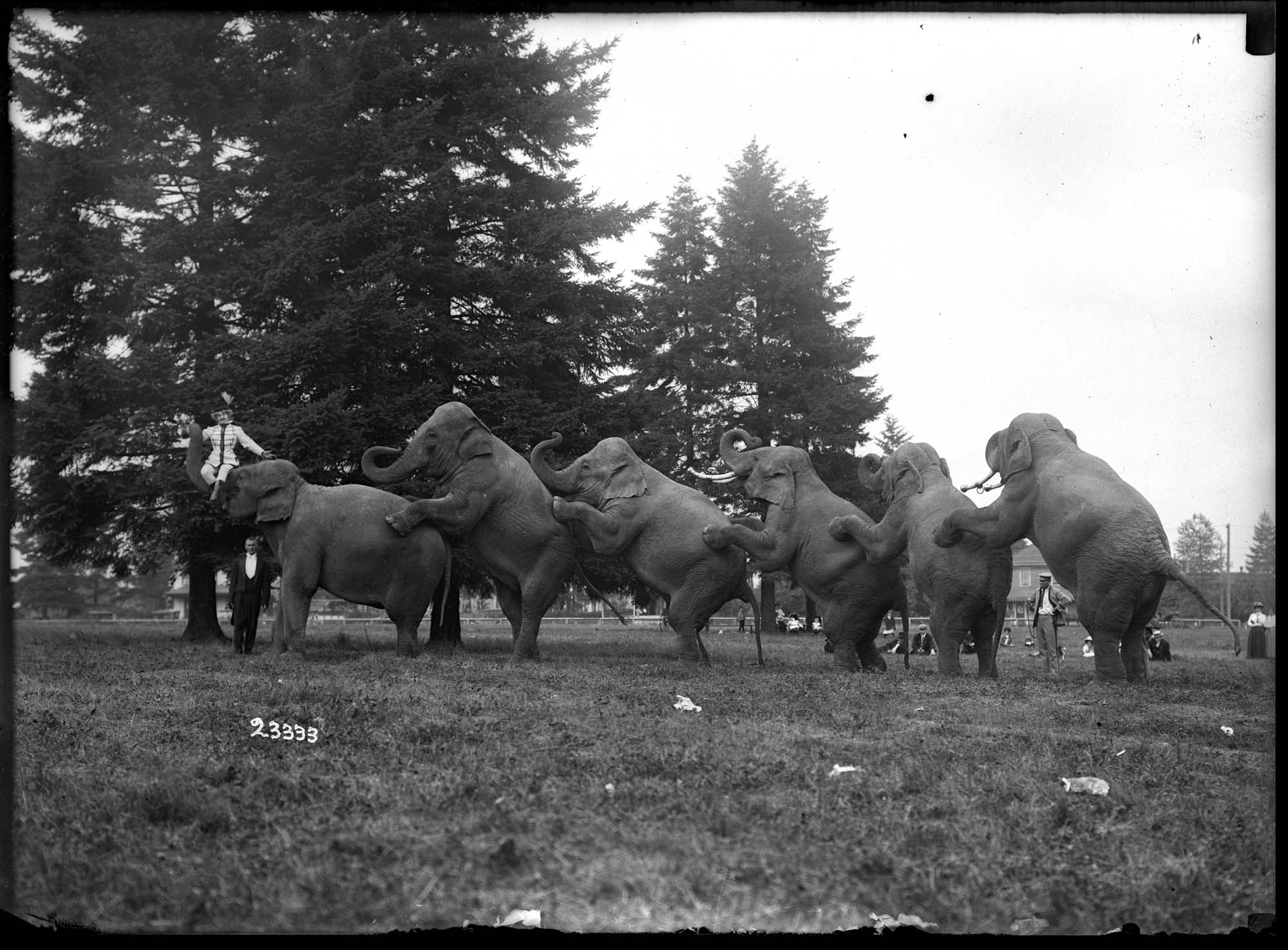Image of Sells-Floto Circus elephant, circa 1912